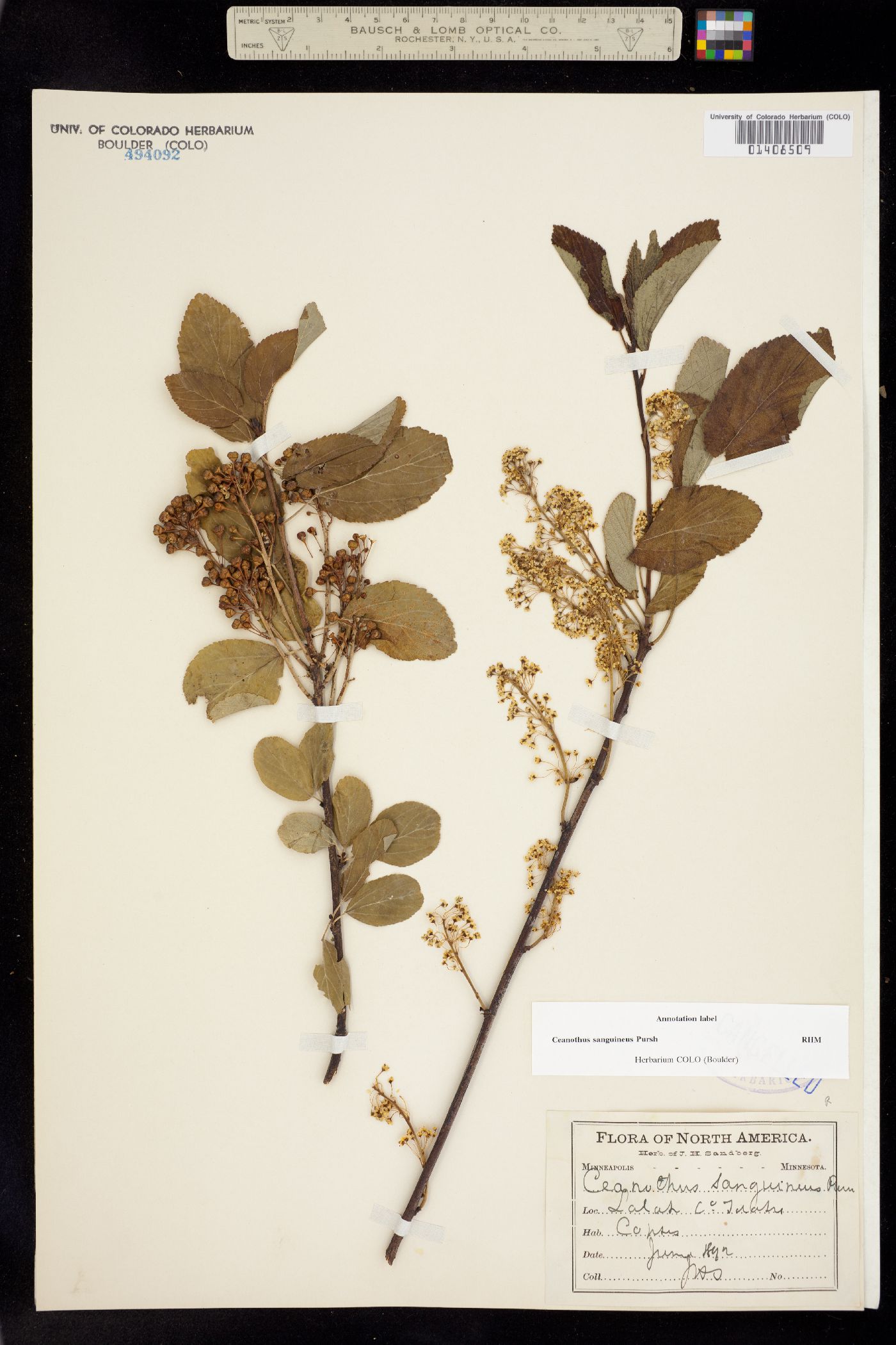 Ceanothus sanguineus image