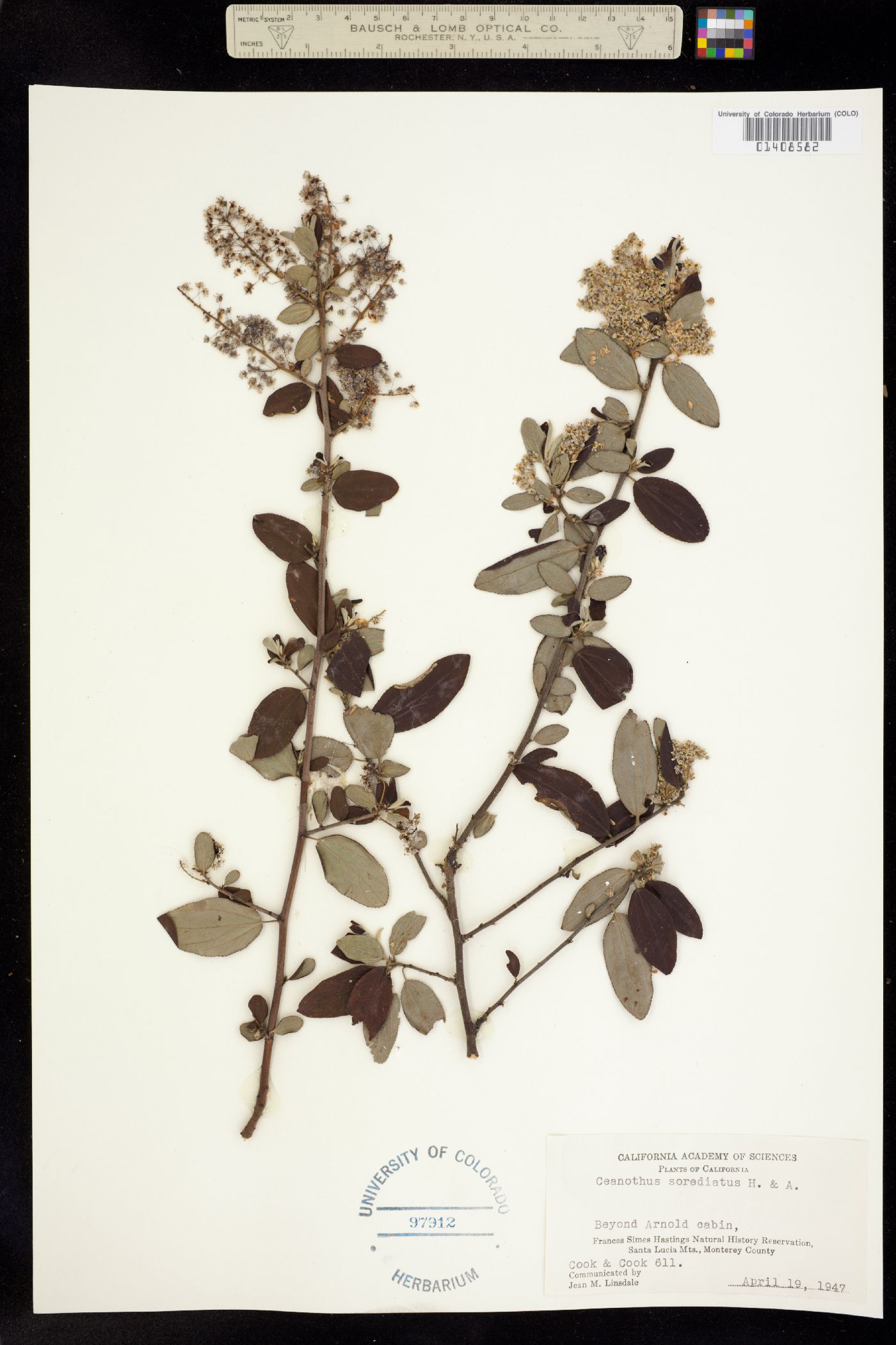 Ceanothus sorediatus image