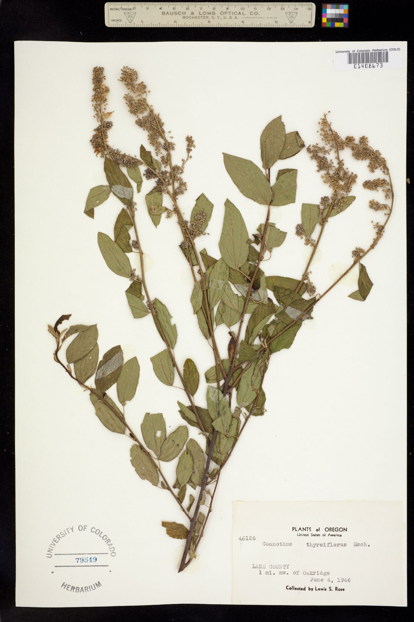 Ceanothus thyrsiflorus image