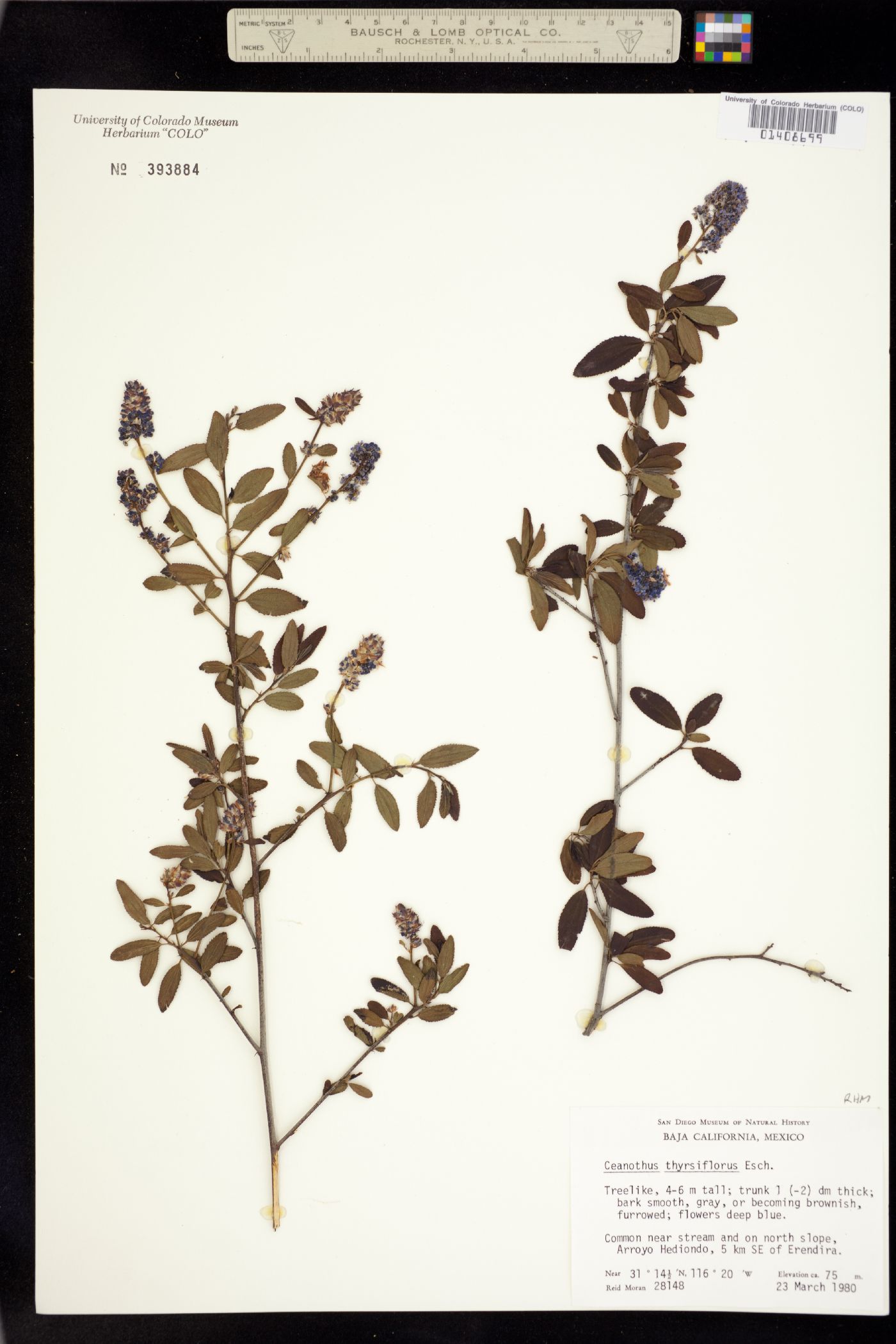 Ceanothus thyrsiflorus image
