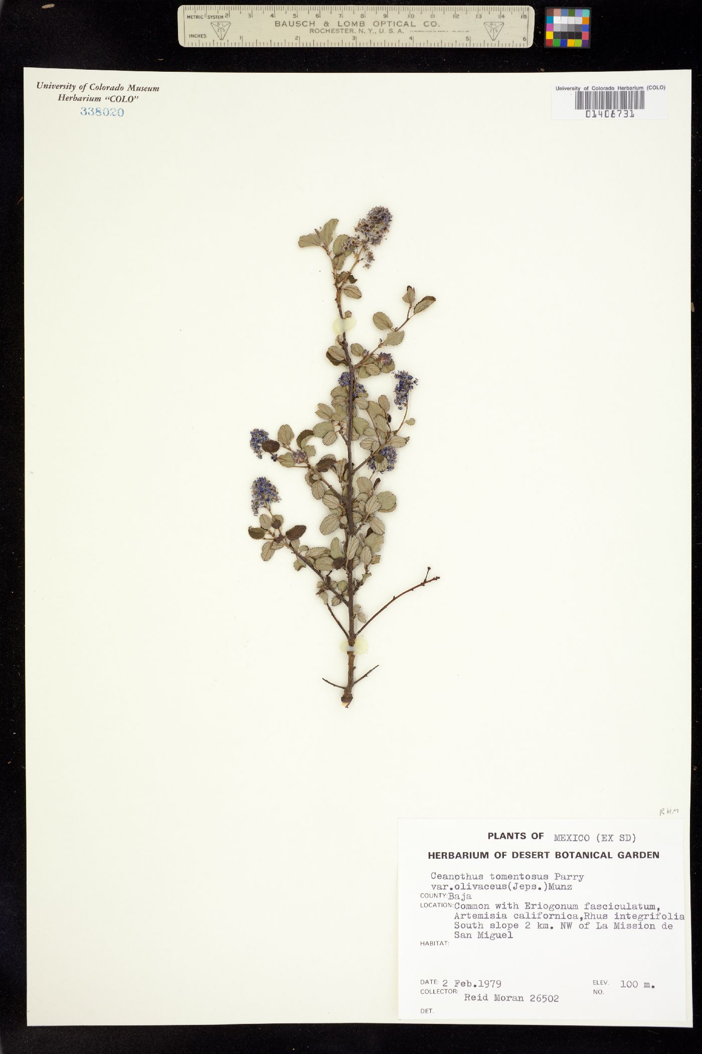 Ceanothus tomentosus image