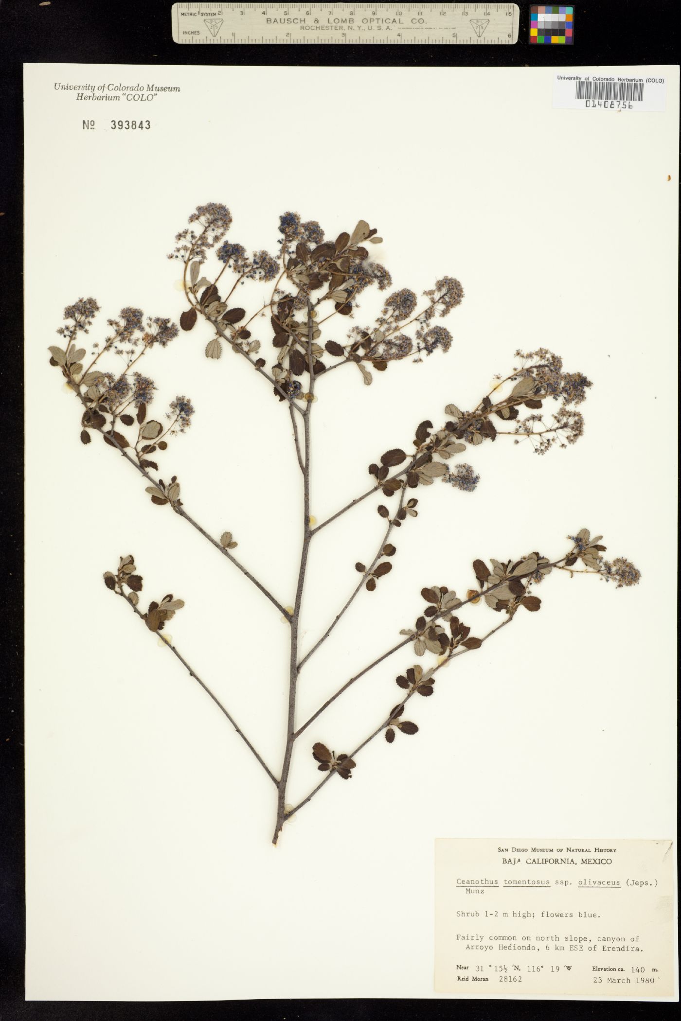 Ceanothus tomentosus image
