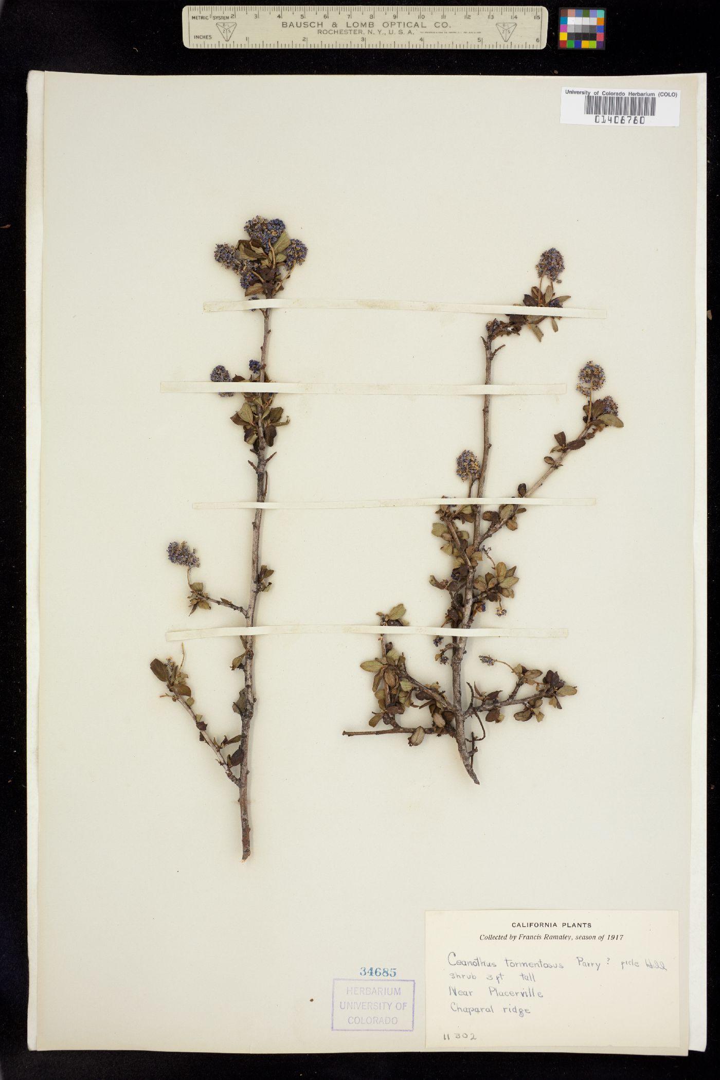 Ceanothus tomentosus image
