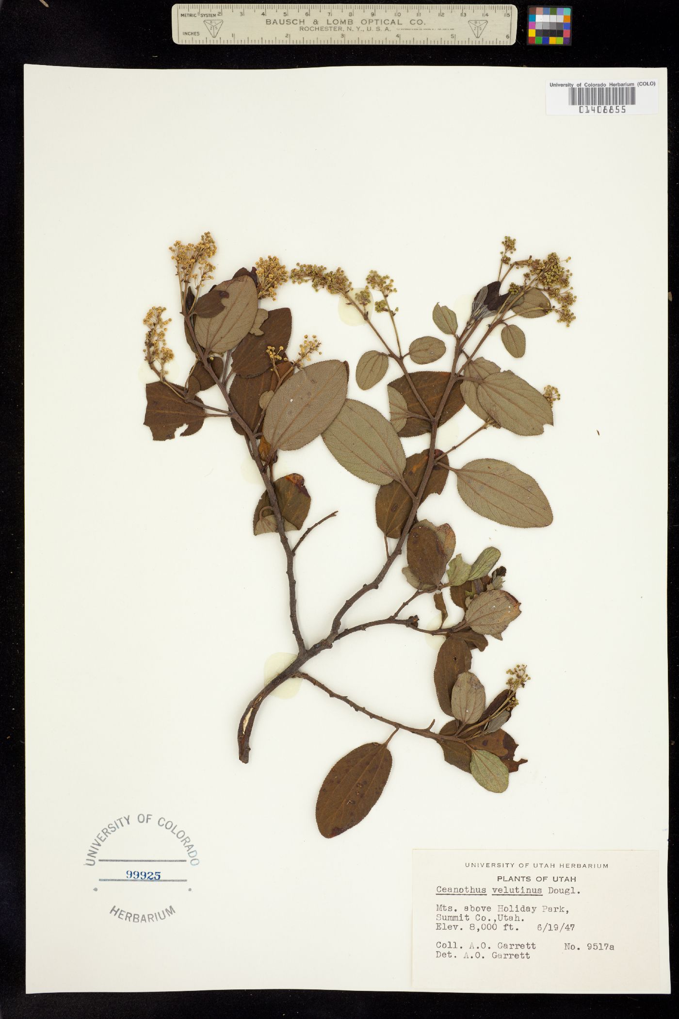 Ceanothus velutinus image