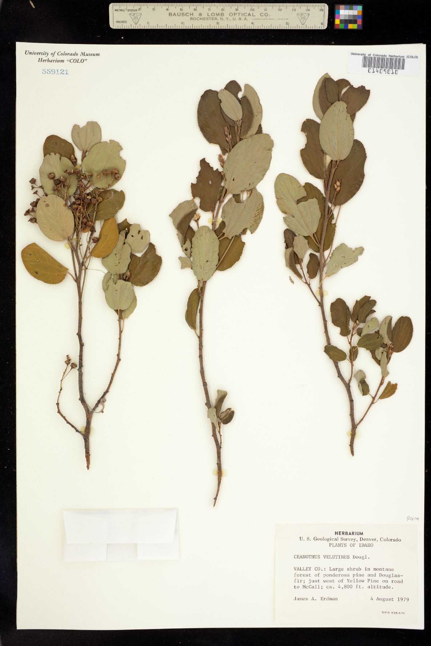 Ceanothus velutinus image
