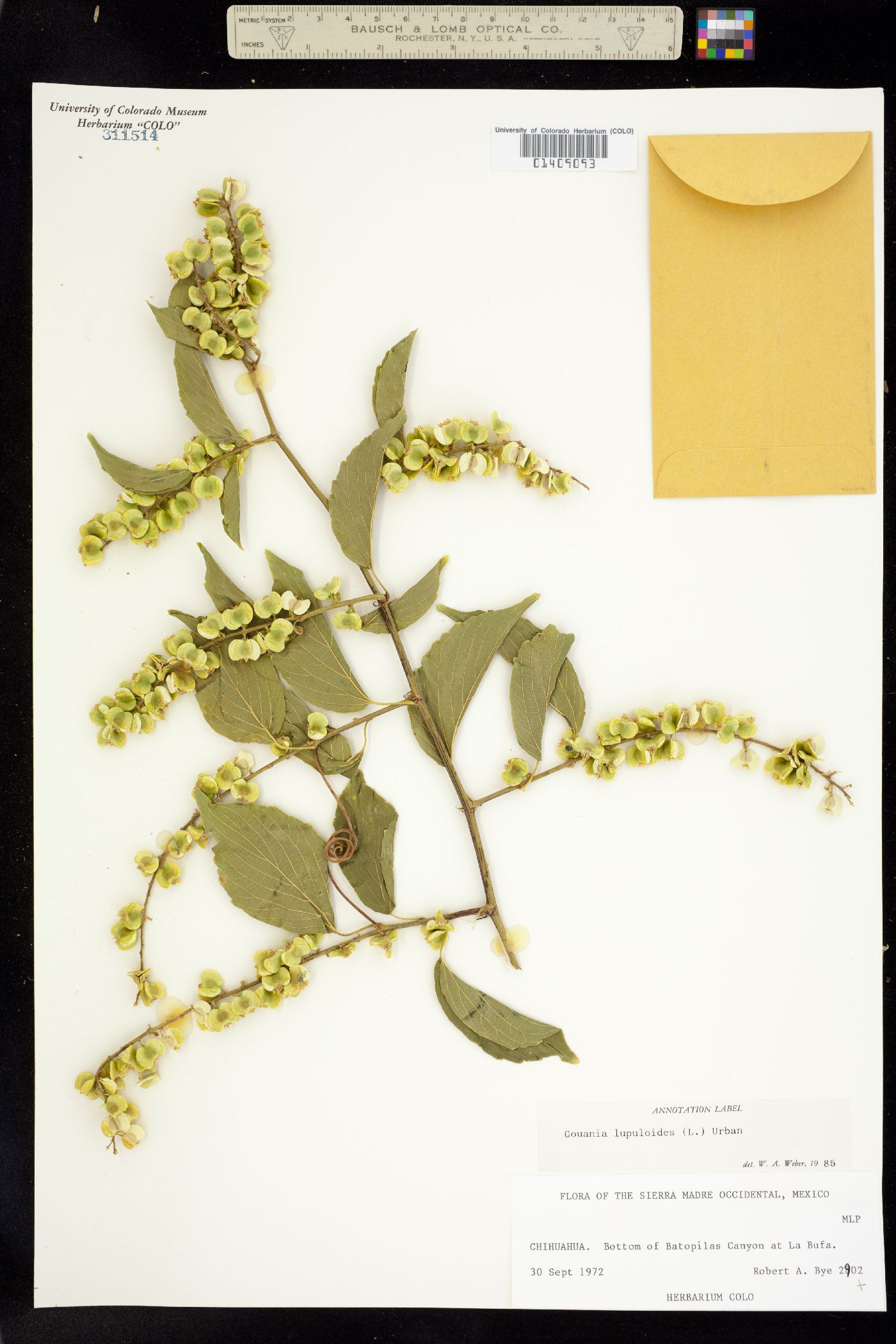 Gouania lupuloides image