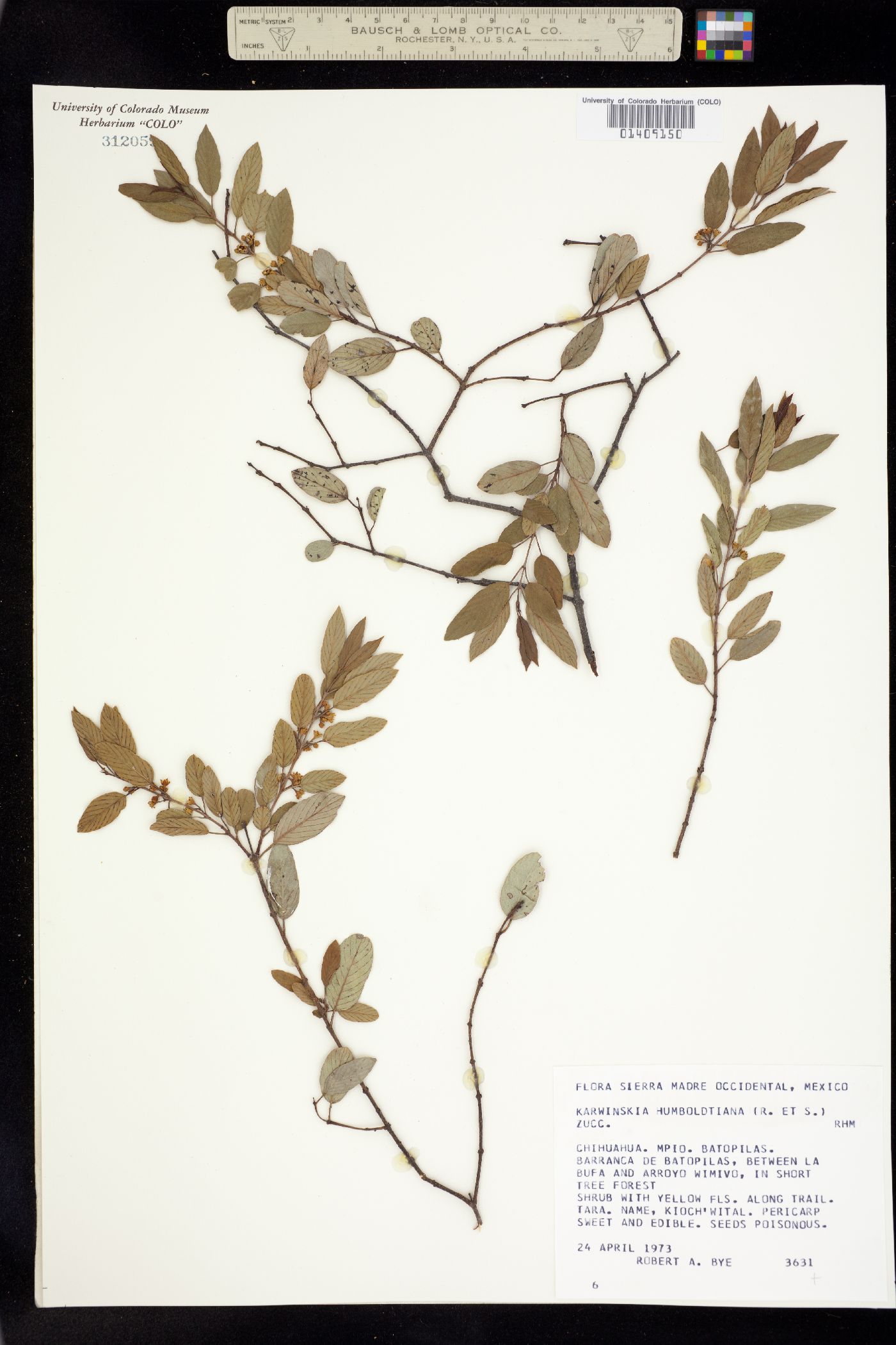Karwinskia image