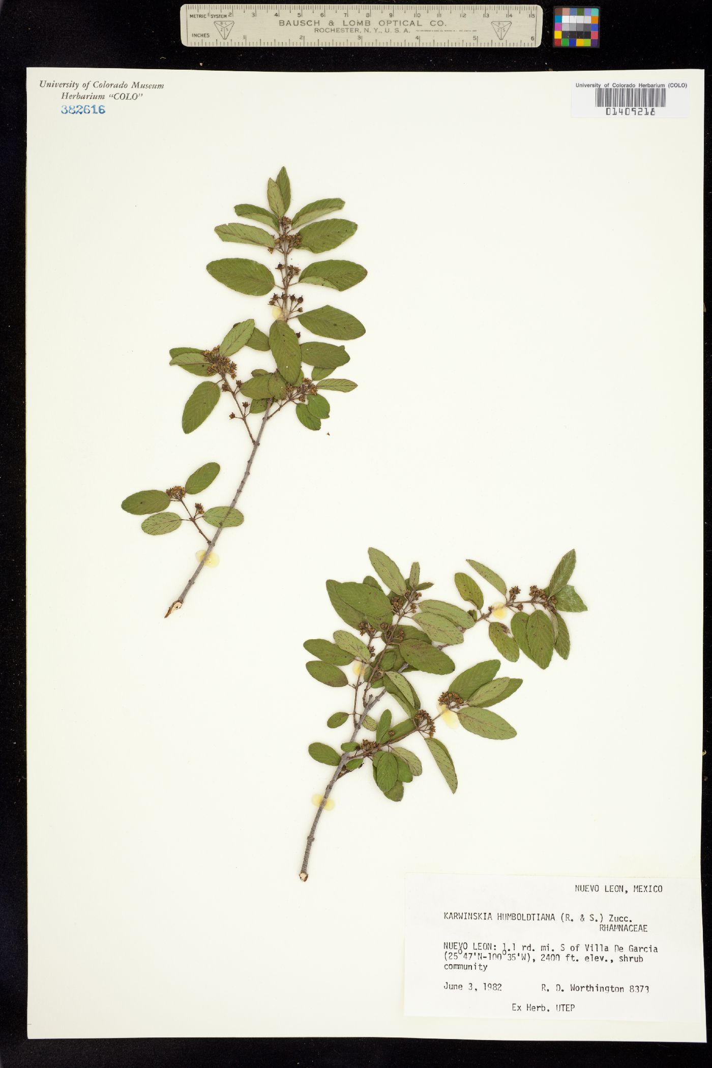 Karwinskia image