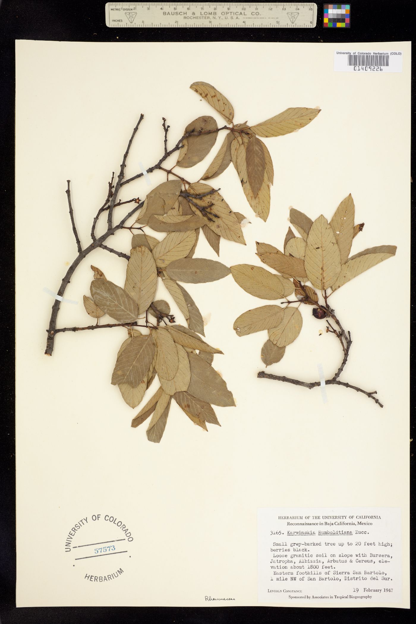 Karwinskia humboldtiana image