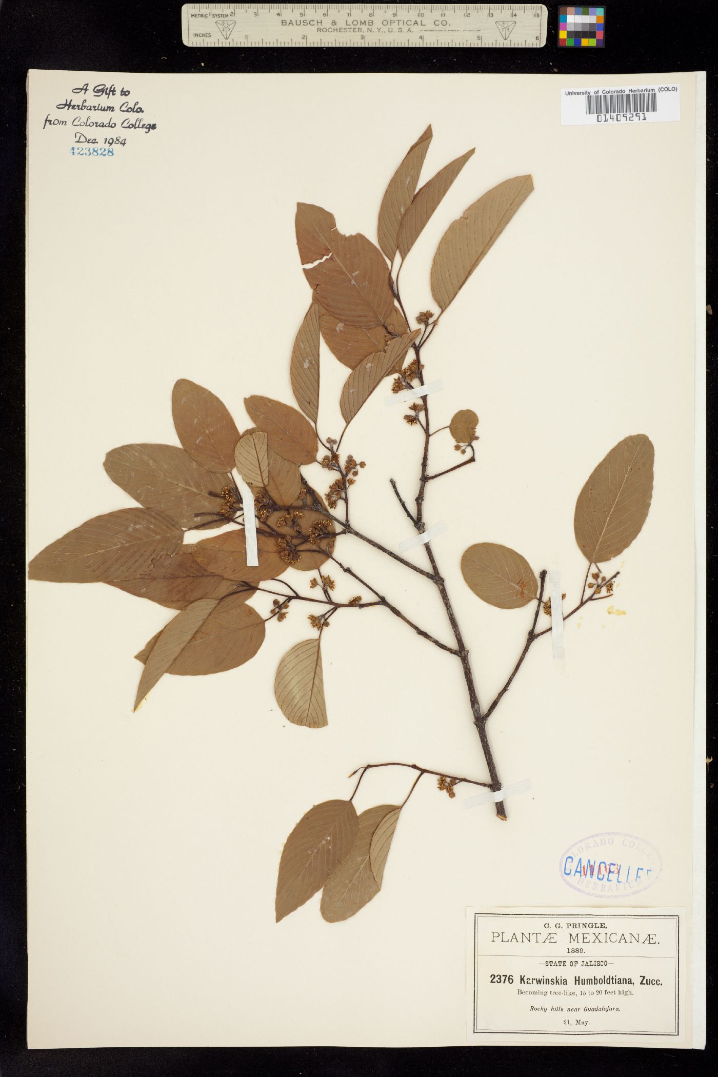 Karwinskia image