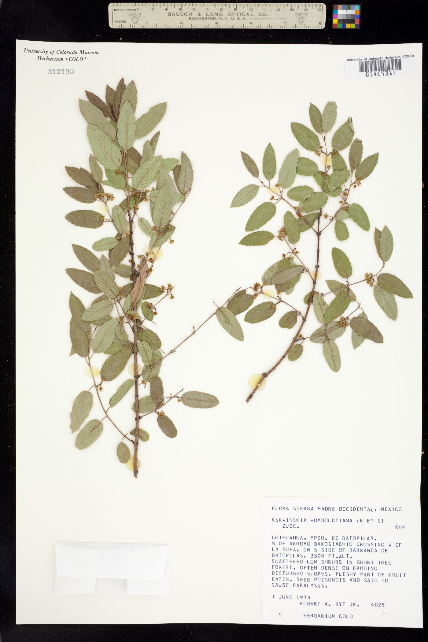 Karwinskia humboldtiana image