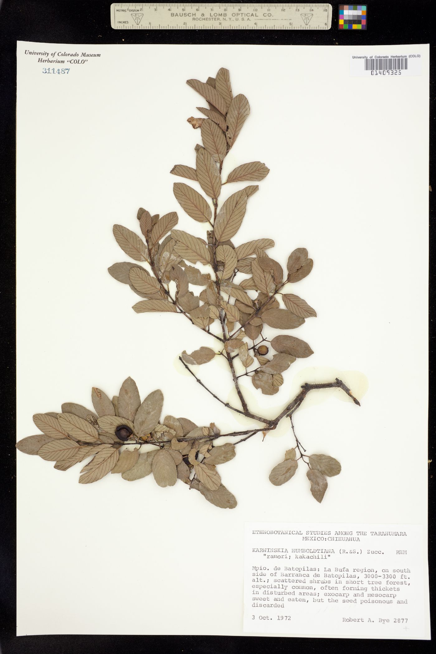 Karwinskia humboldtiana image