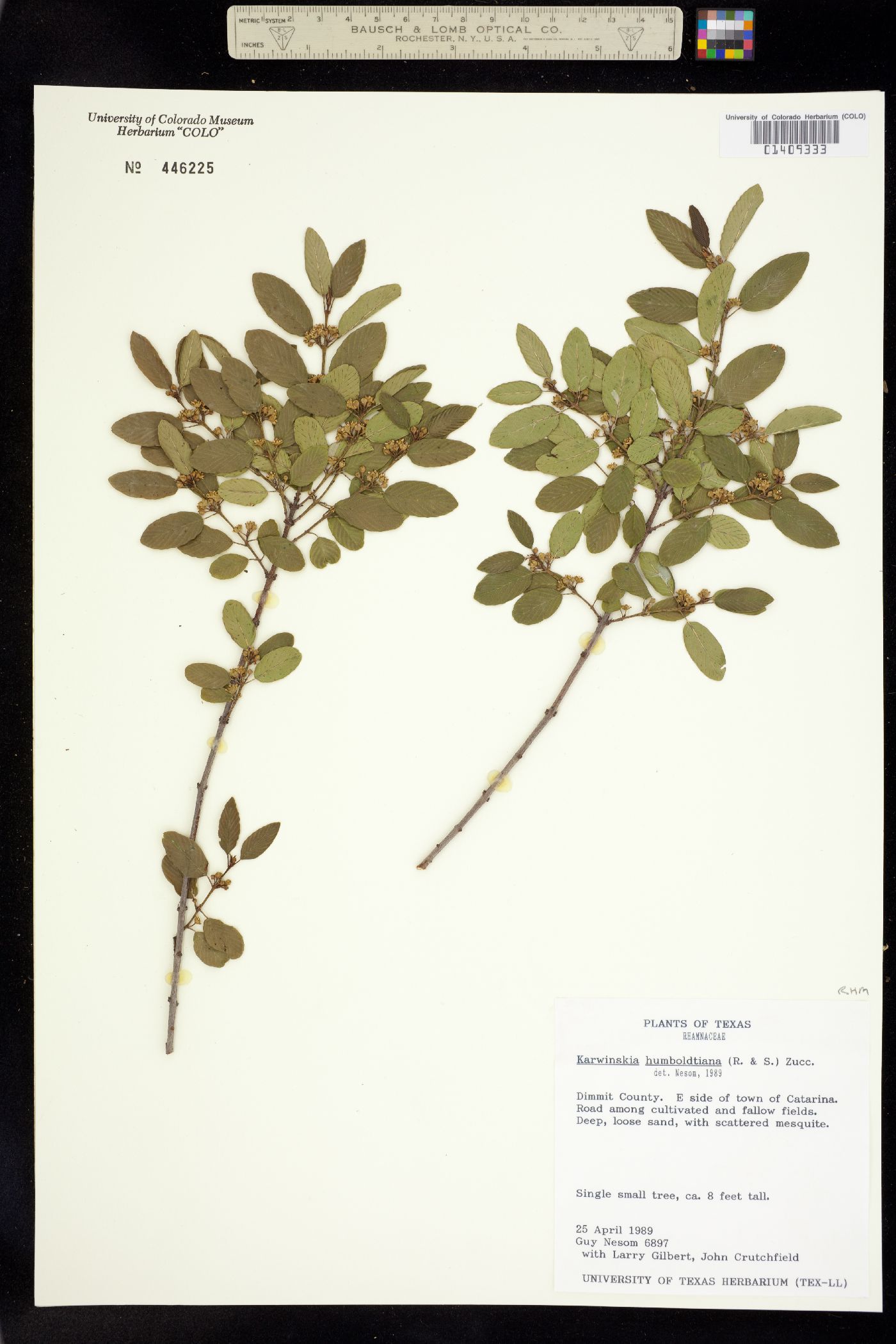 Karwinskia humboldtiana image