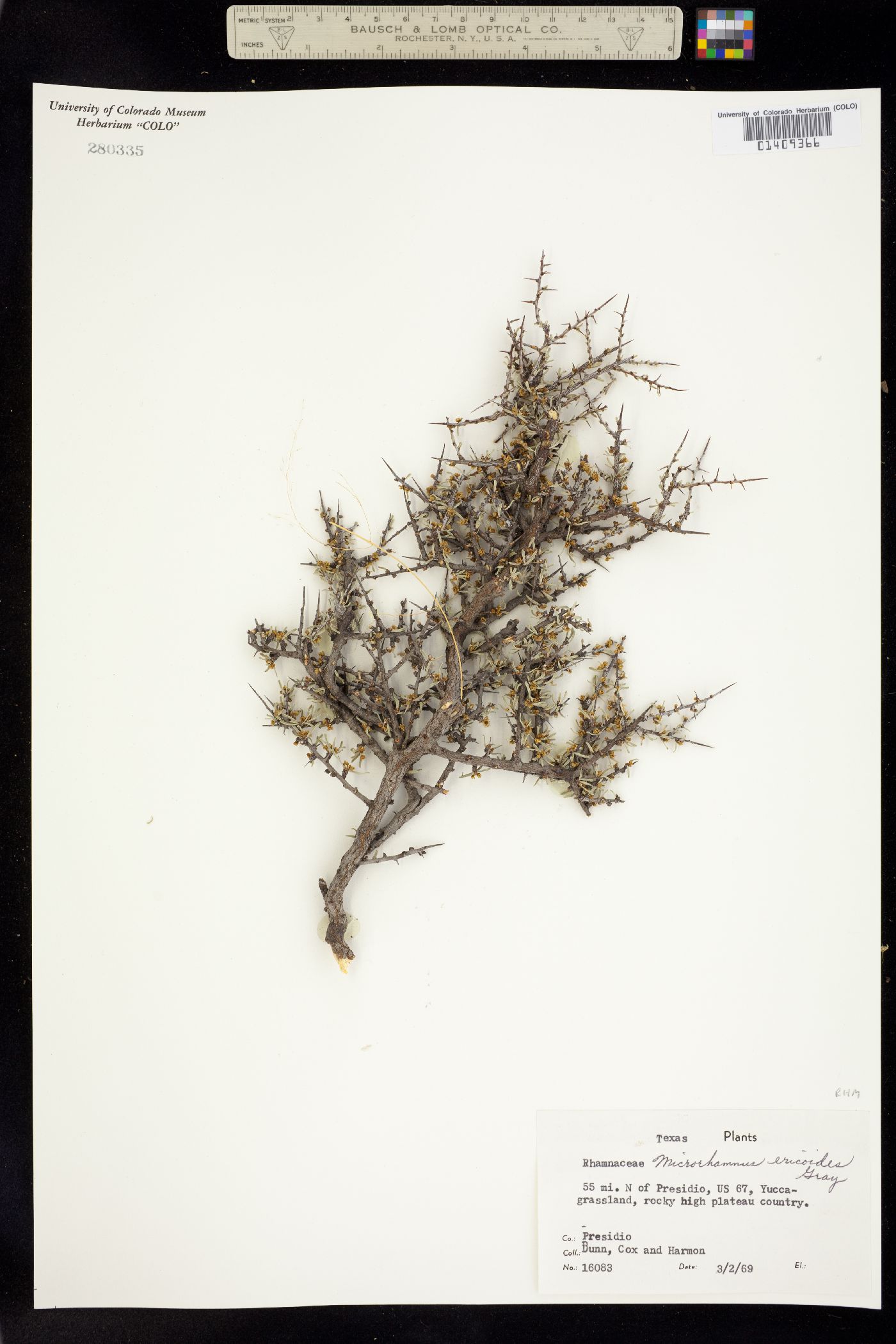 Condalia ericoides image