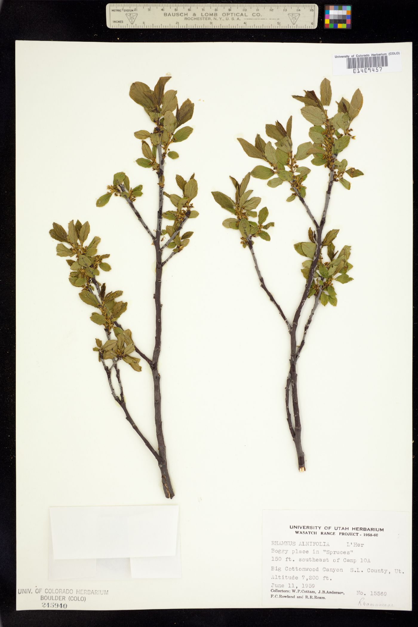 Rhamnus alnifolia image