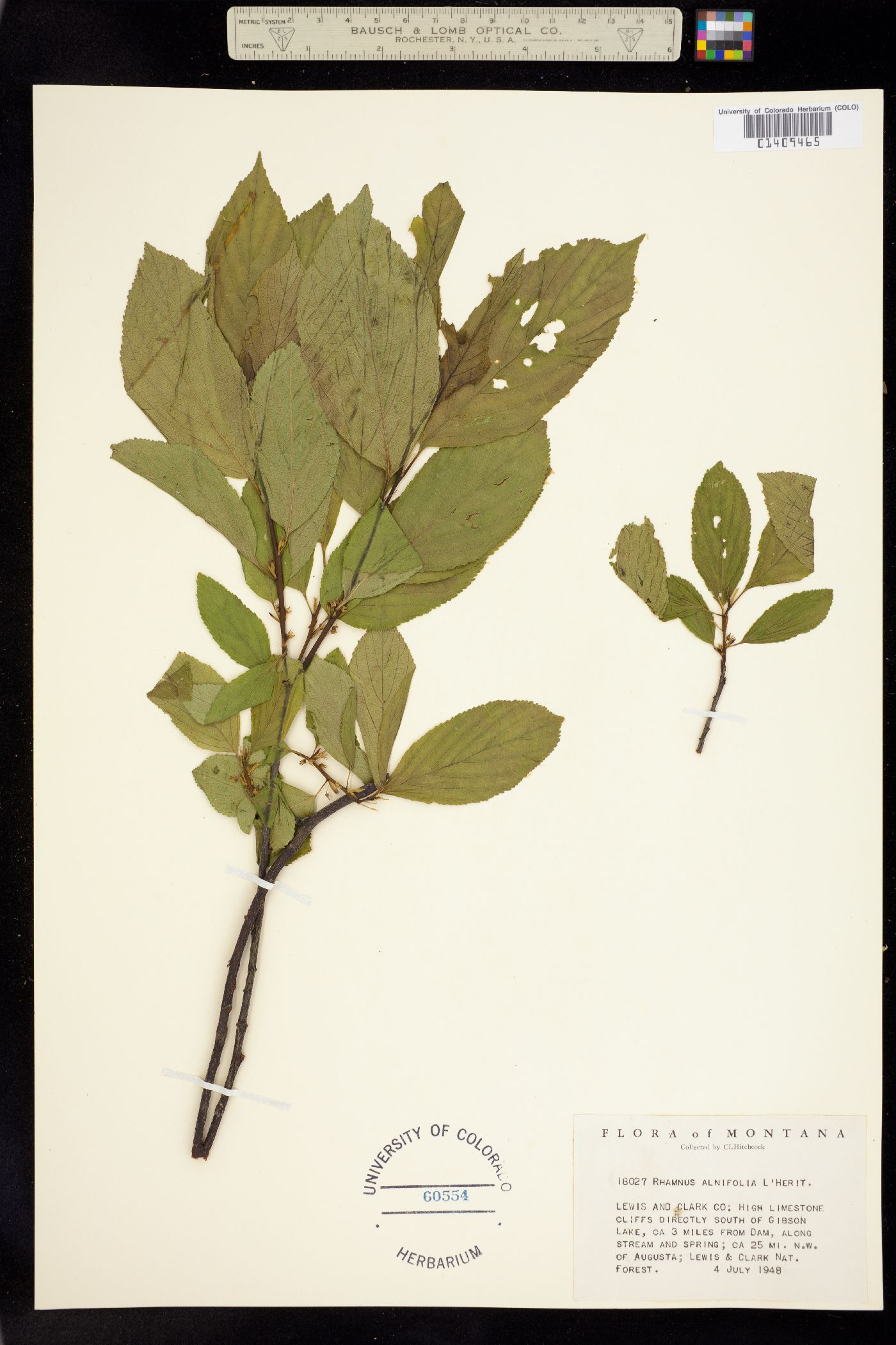 Rhamnus alnifolia image