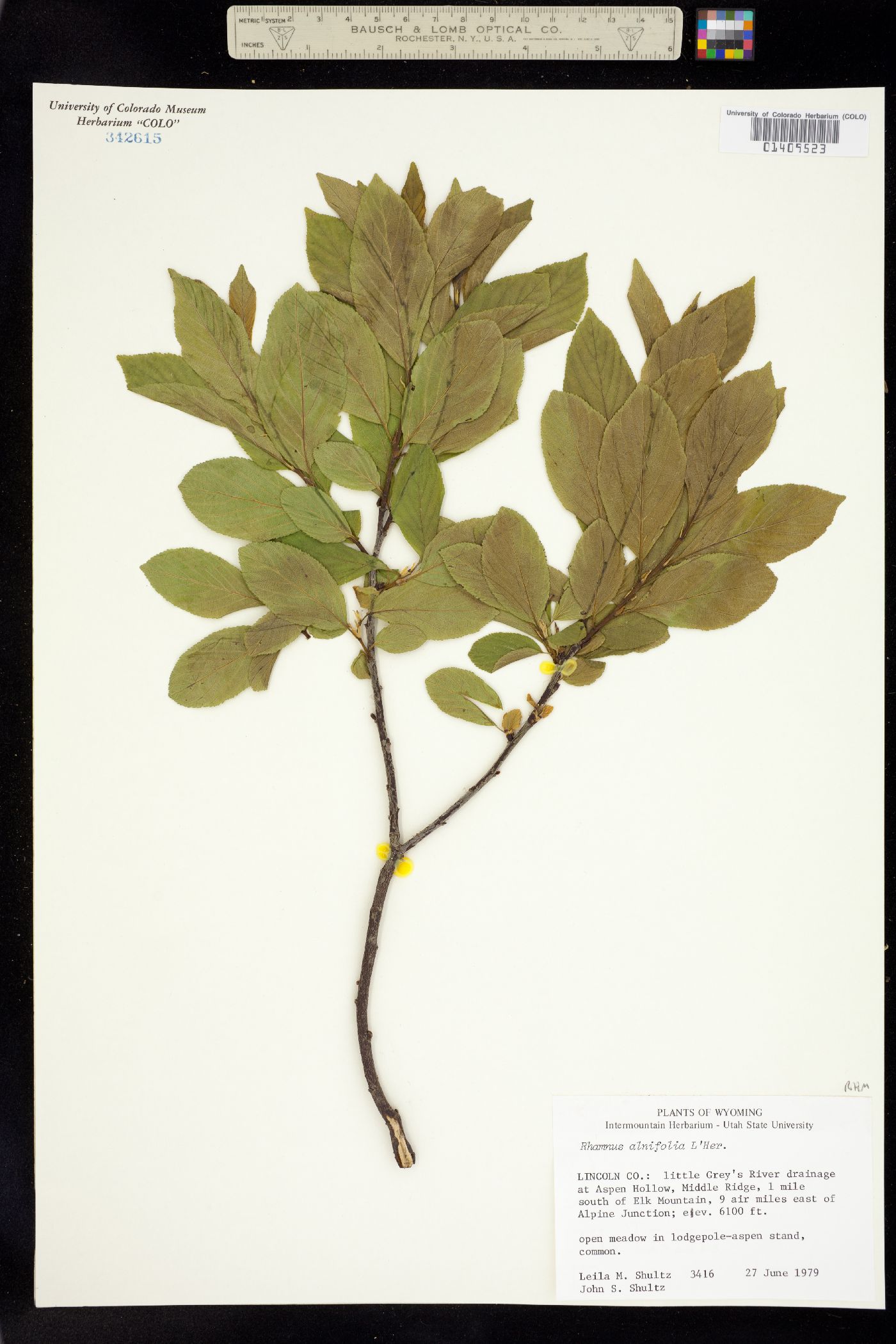 Rhamnus alnifolia image