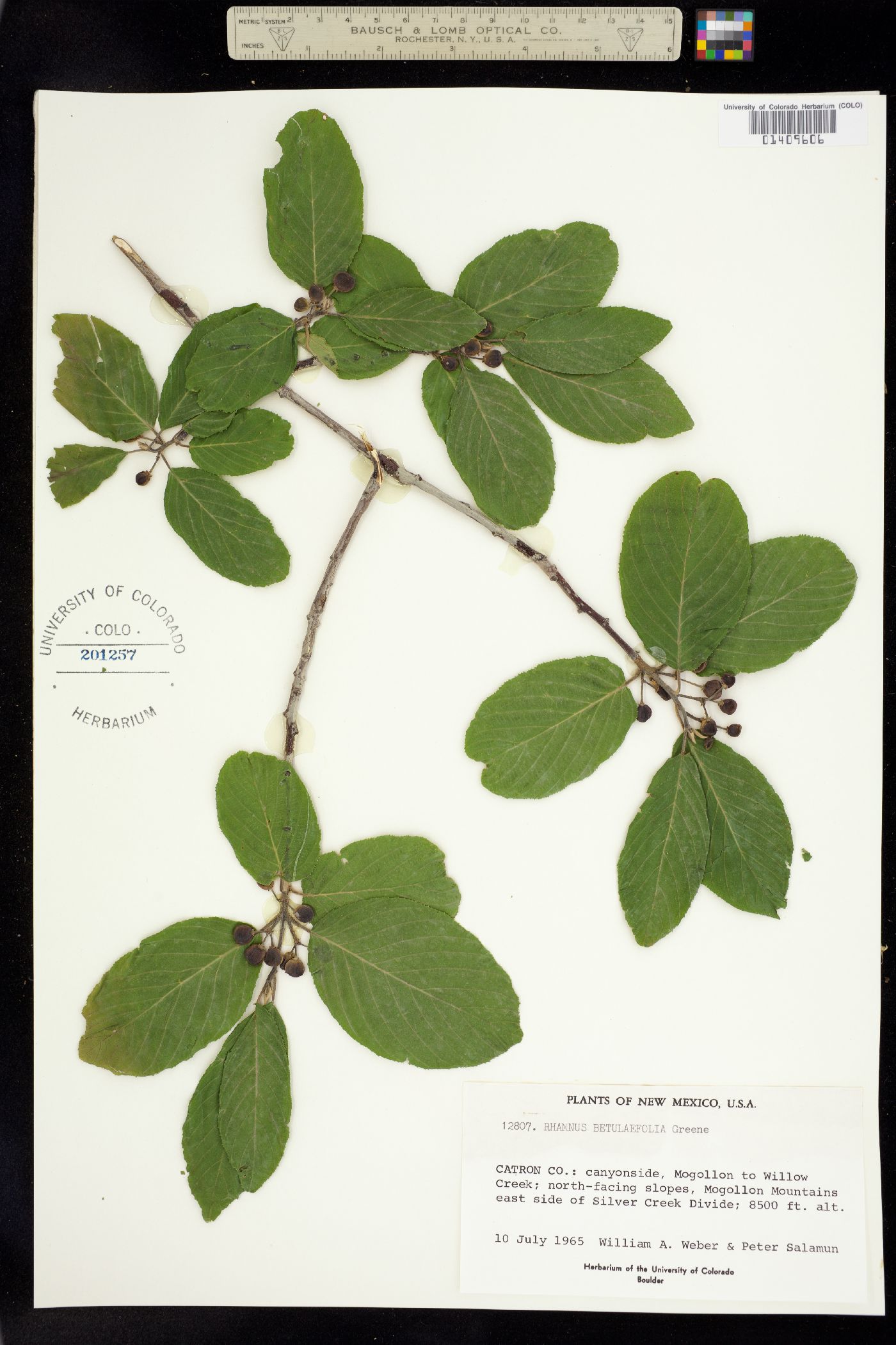 Rhamnus betulaefolia image