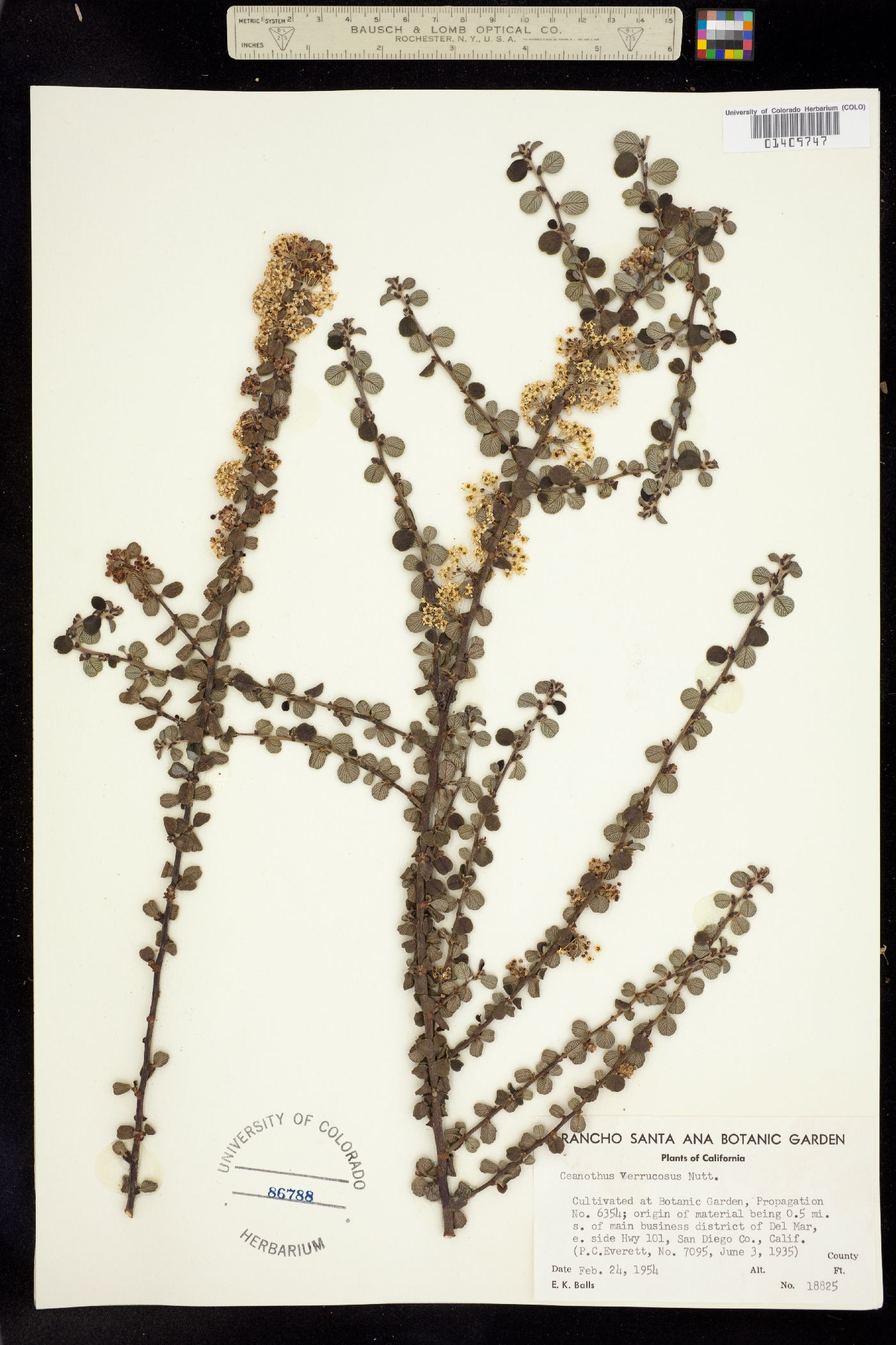 Ceanothus verrucosus image