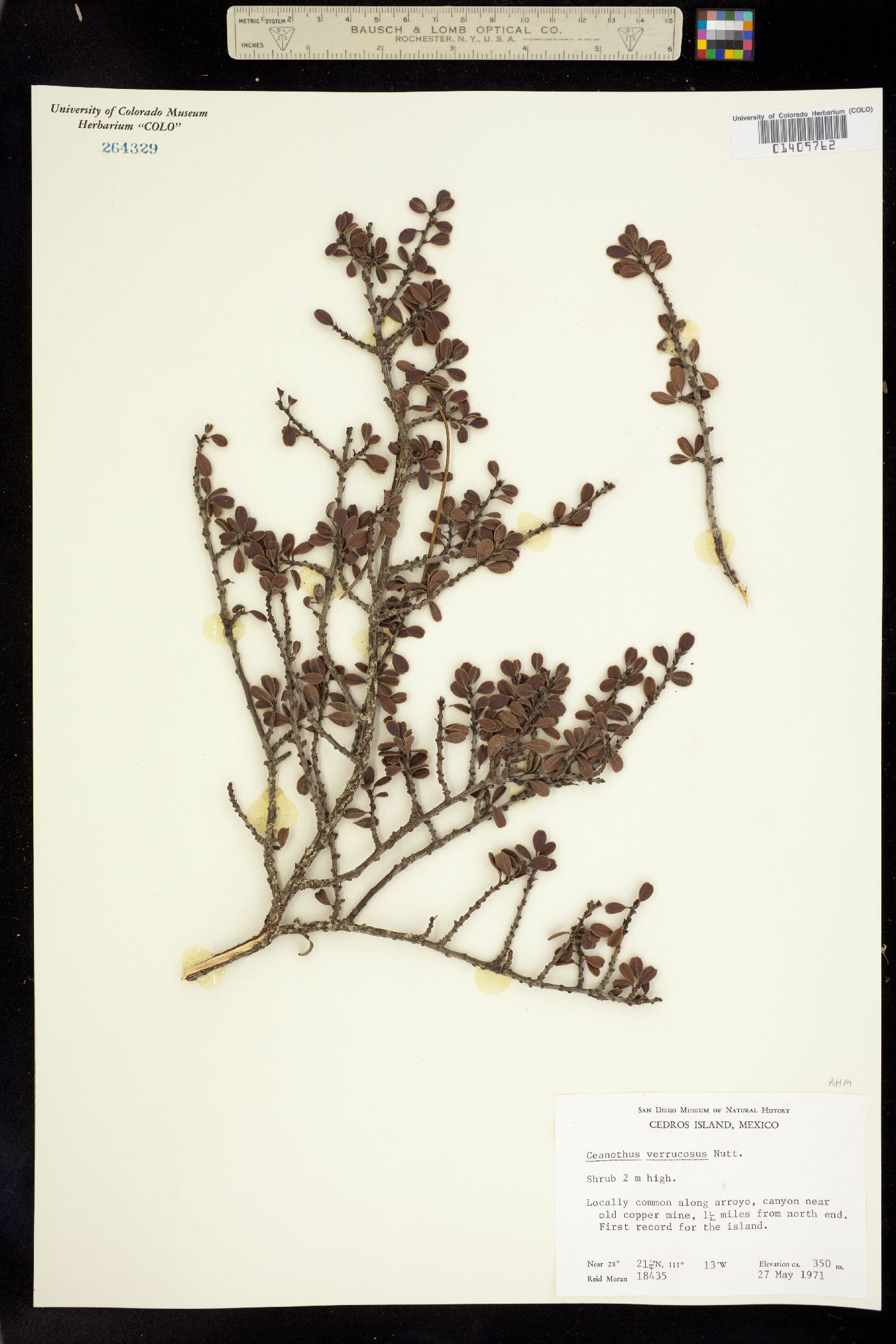 Ceanothus verrucosus image