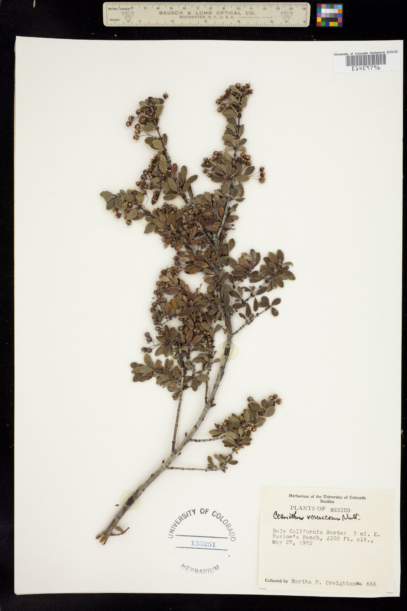 Ceanothus verrucosus image