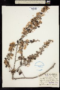 Ceanothus macrocarpus image