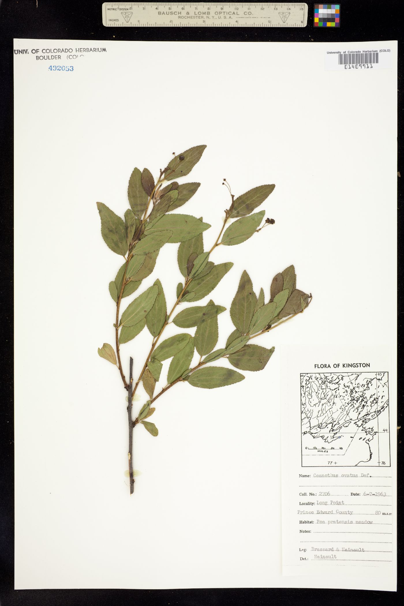 Ceanothus herbaceus image