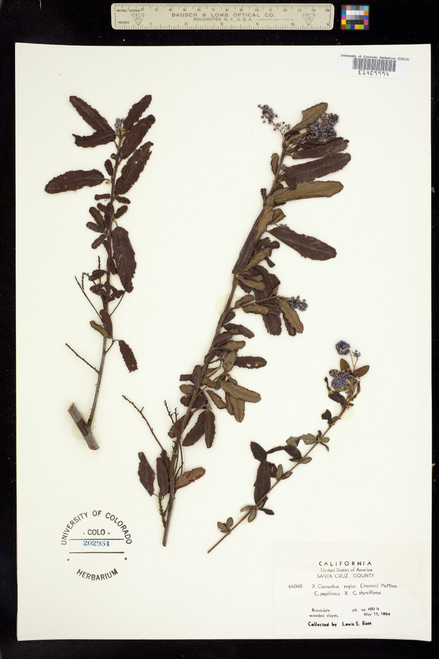 Ceanothus papillosus subsp. papillosus image