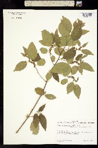 Colubrina triflora image