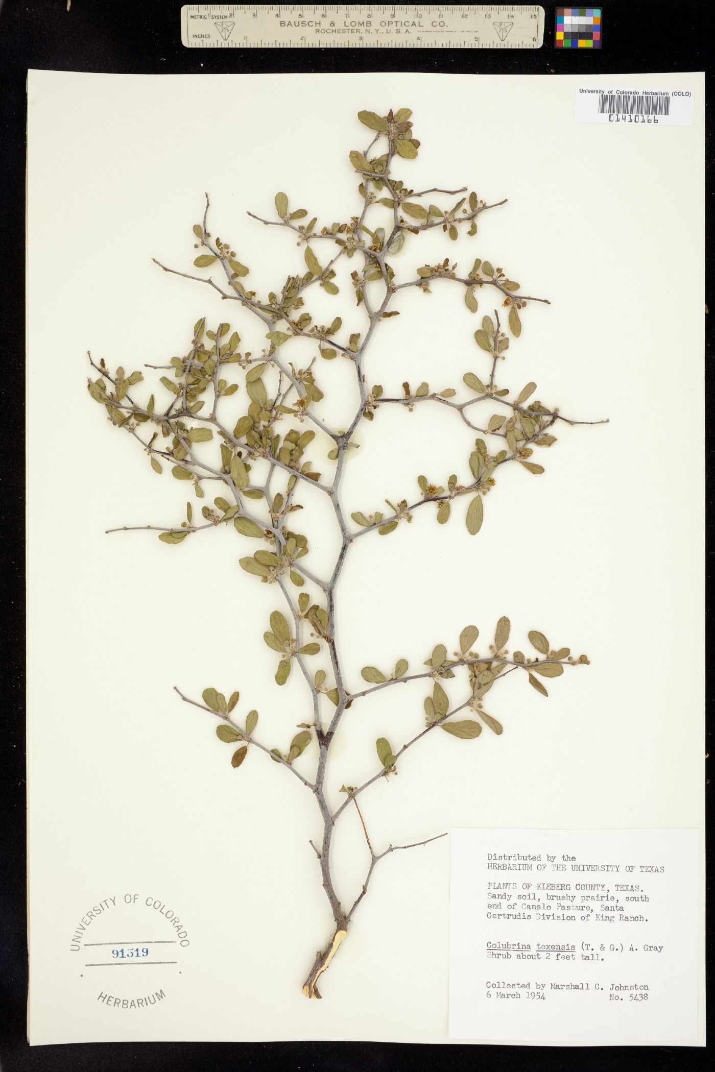 Colubrina image