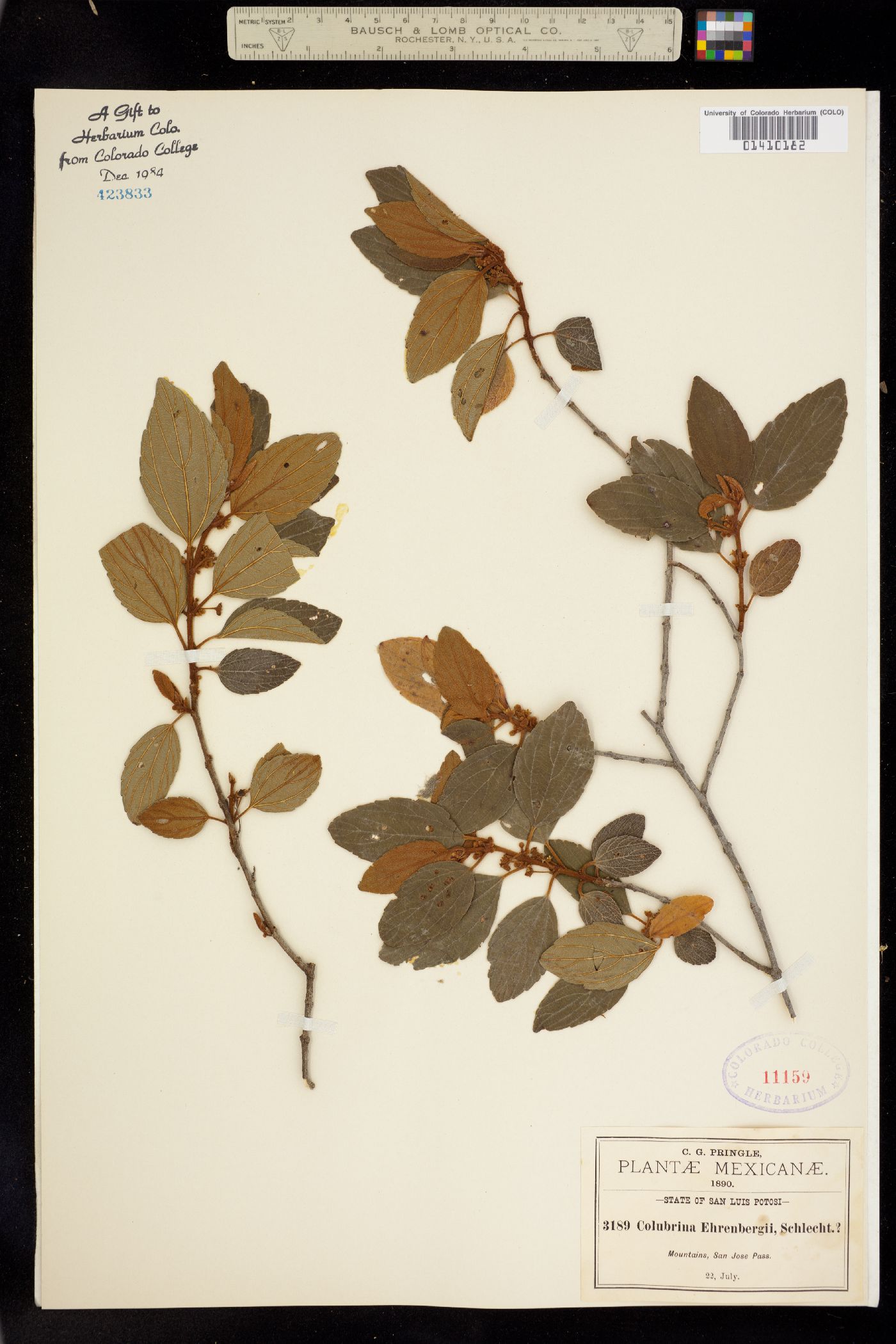 Colubrina ehrenbergii image