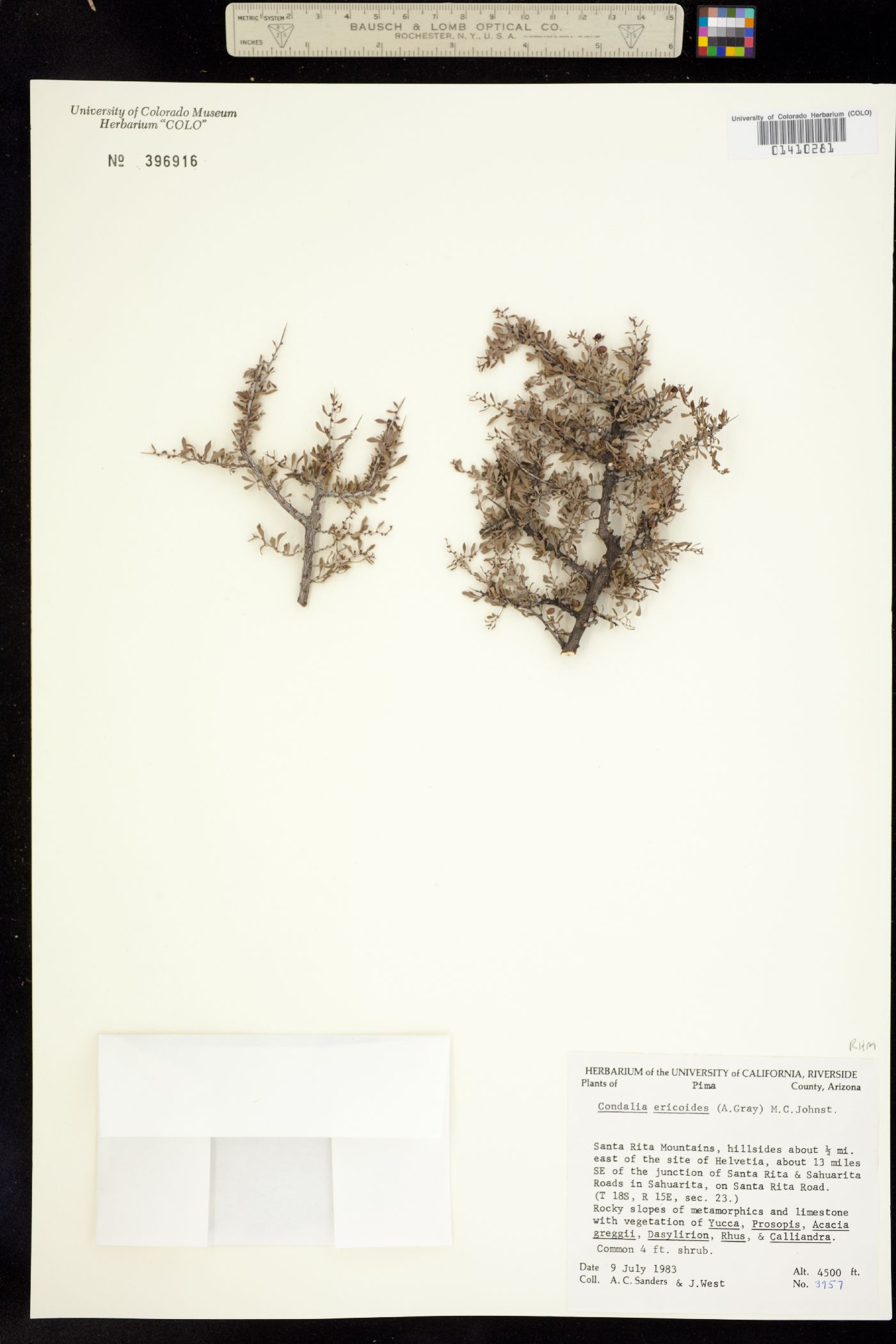 Condalia ericoides image
