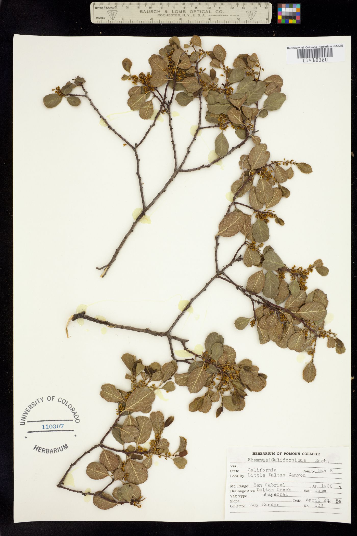 Rhamnus californica image