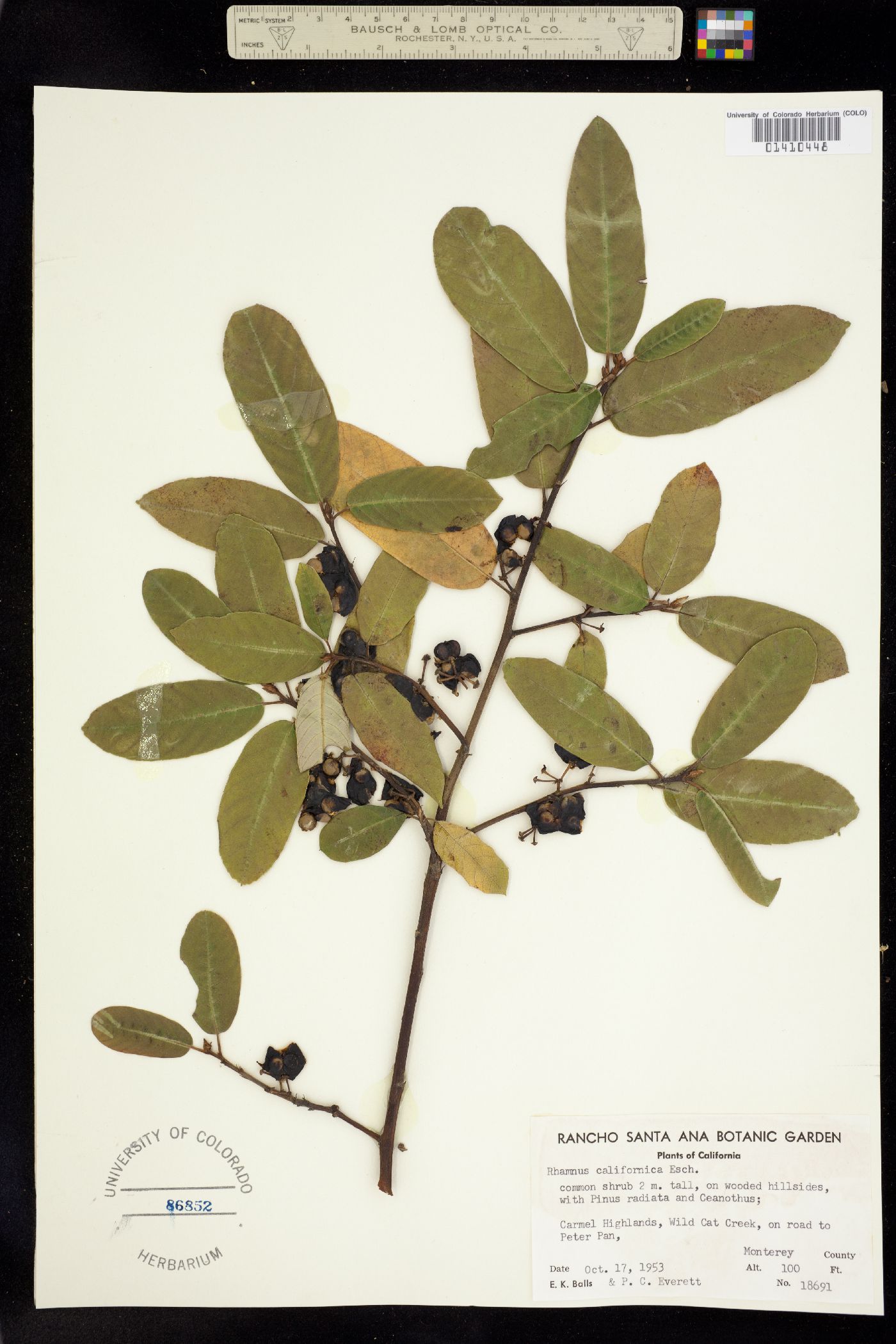 Rhamnus californica image