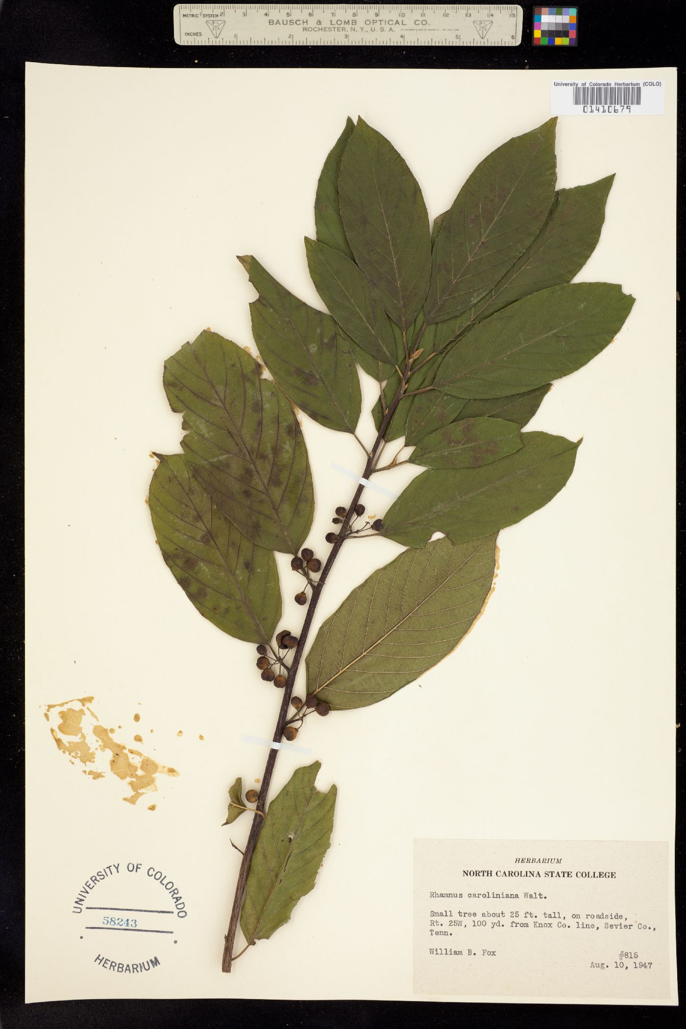 Rhamnus caroliniana image