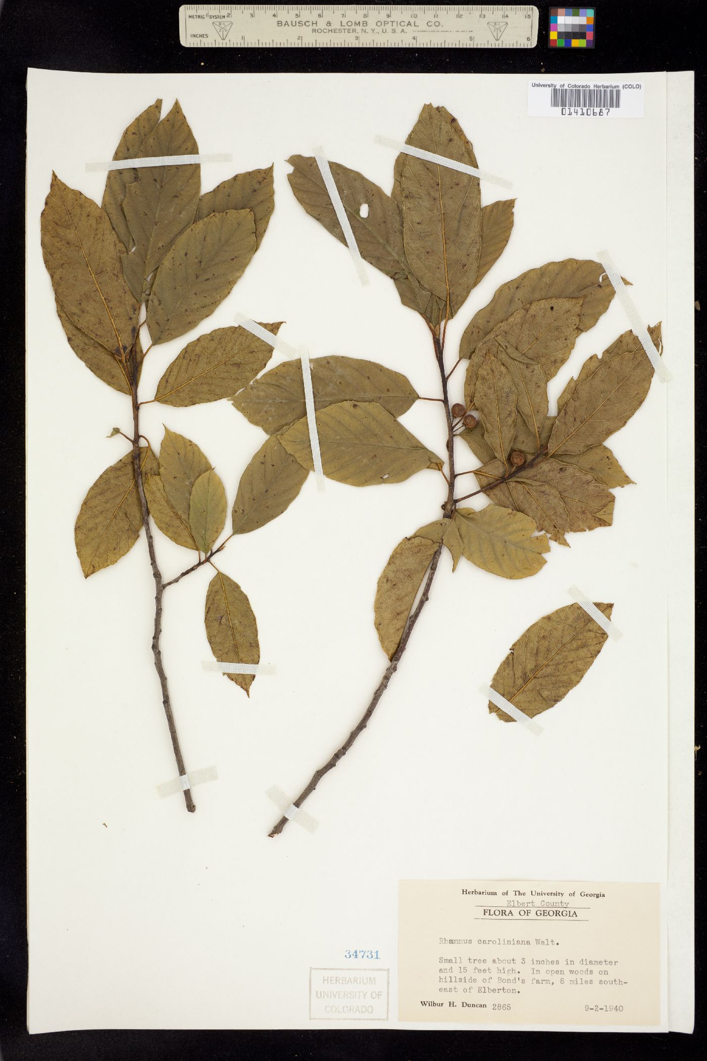 Rhamnus caroliniana image