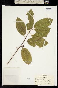 Rhamnus caroliniana image