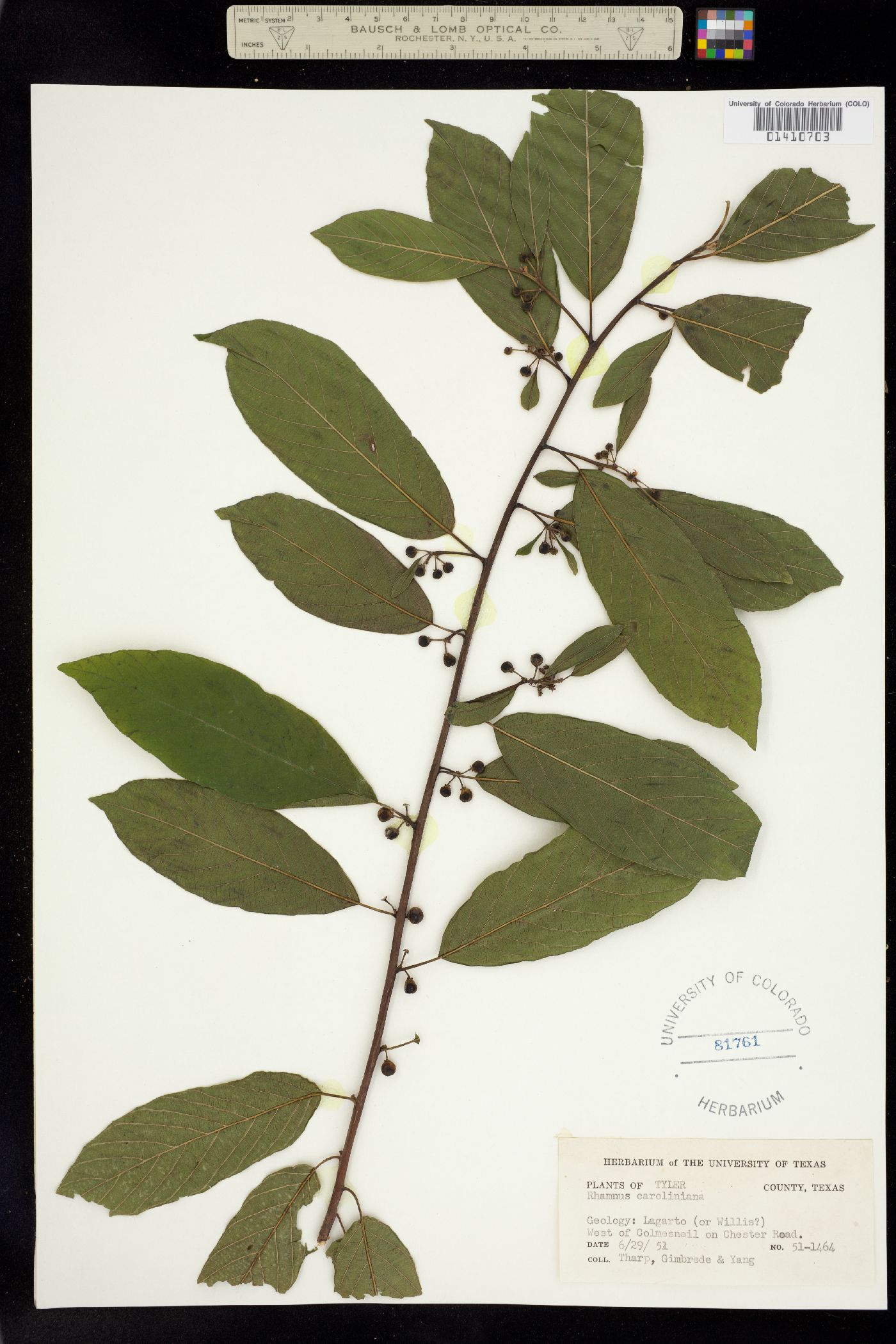 Rhamnus caroliniana image