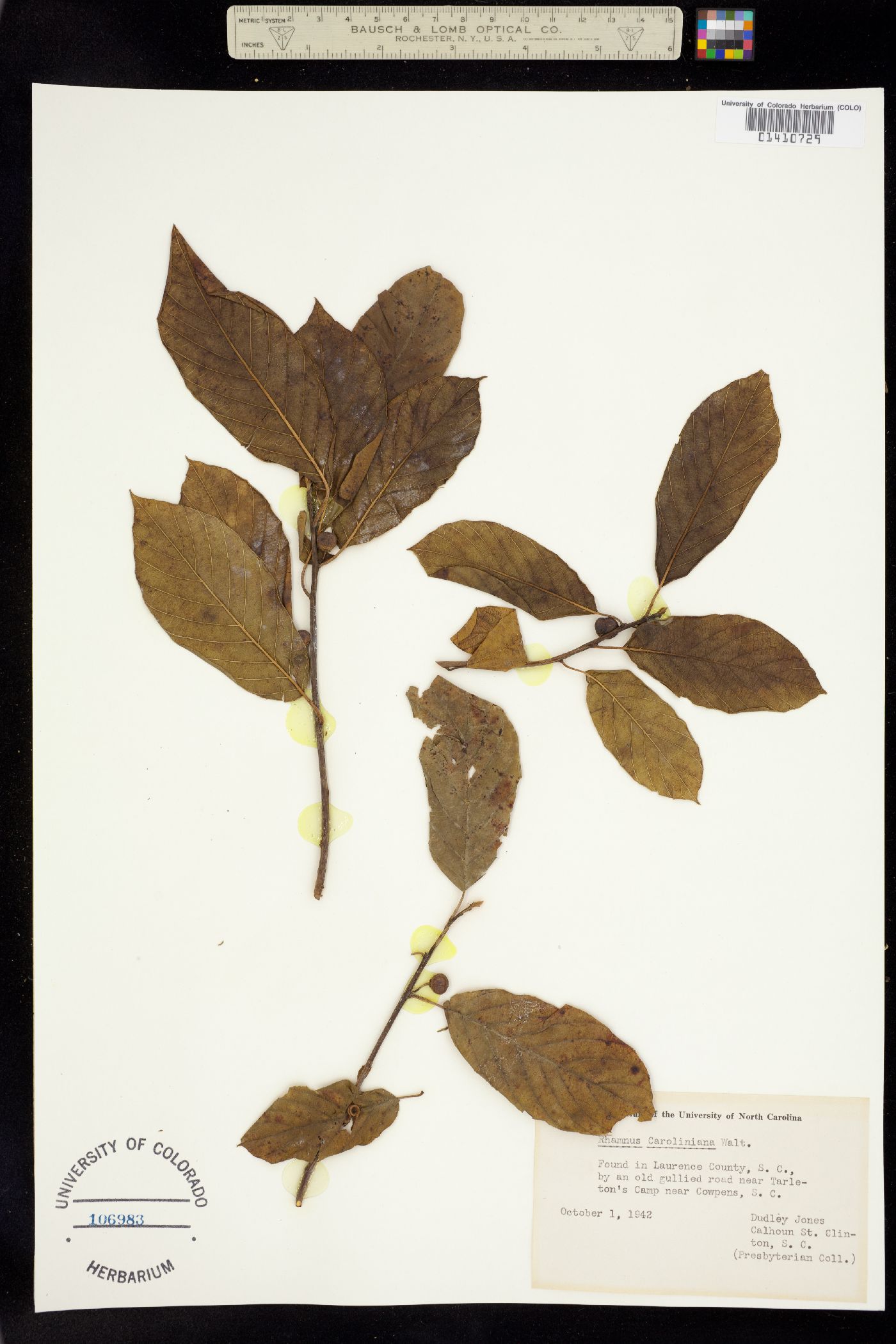 Rhamnus caroliniana image