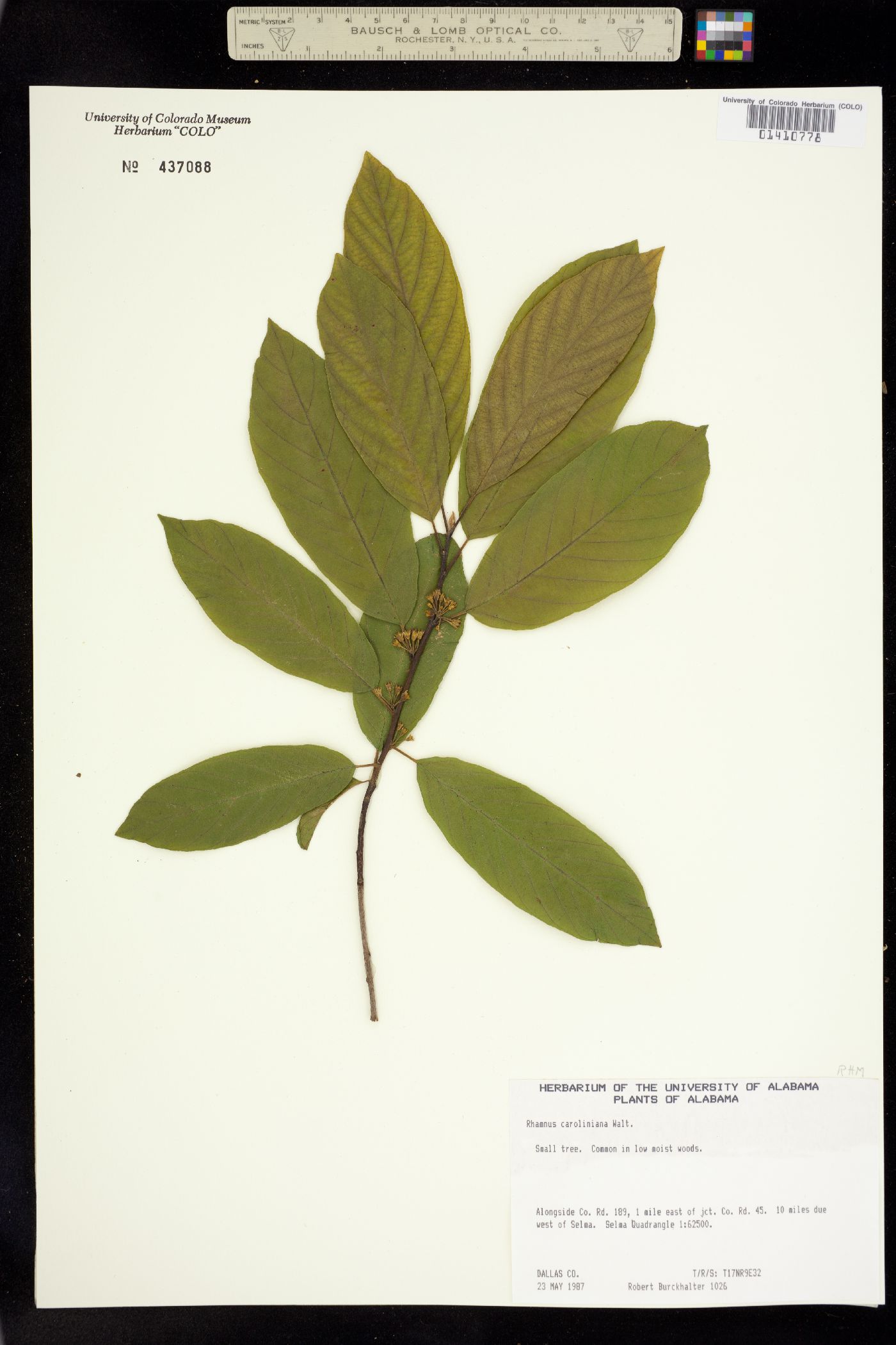 Rhamnus caroliniana image