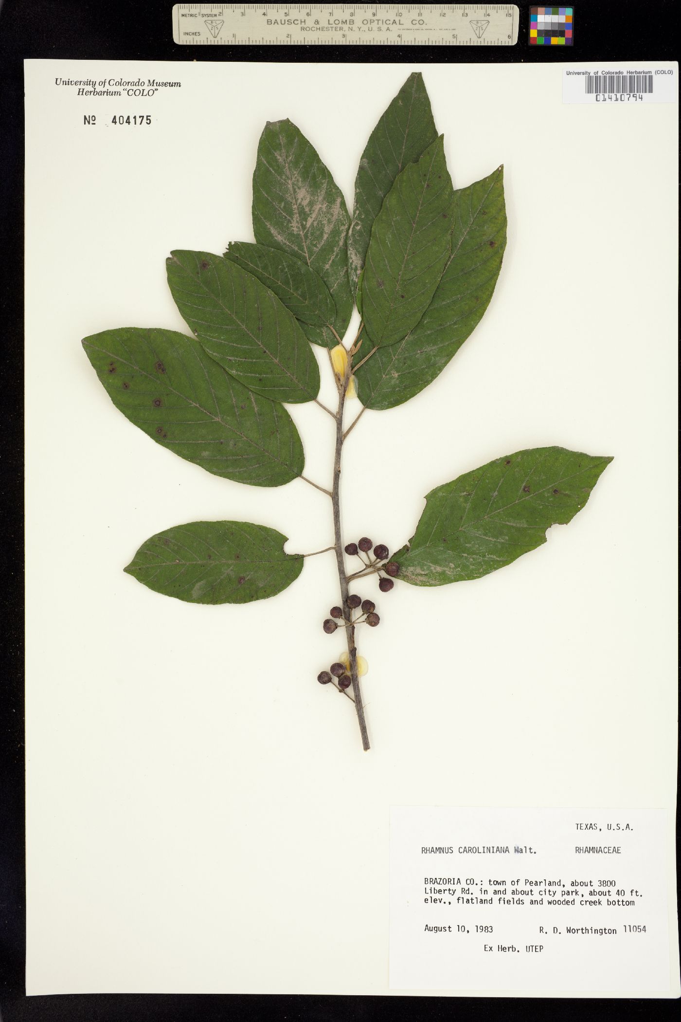 Rhamnus caroliniana image