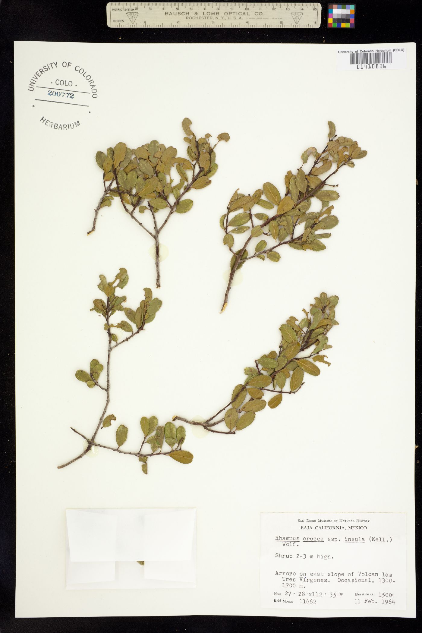 Rhamnaceae image
