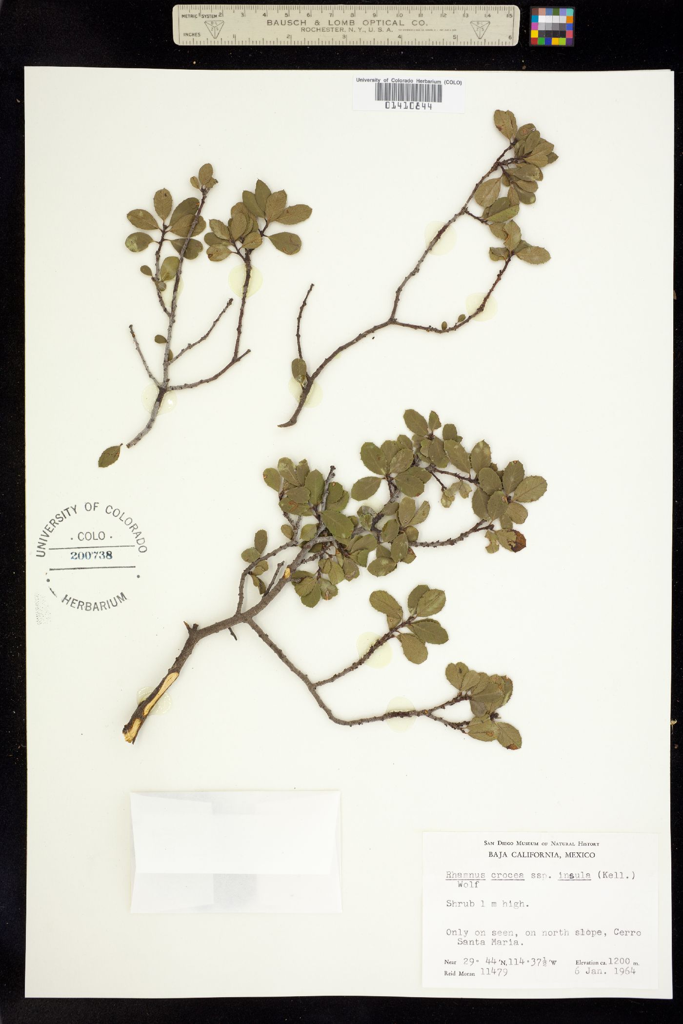 Rhamnus crocea image