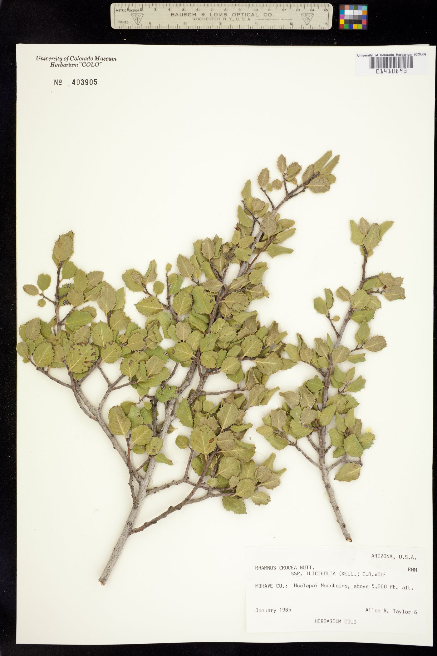 Rhamnus crocea image