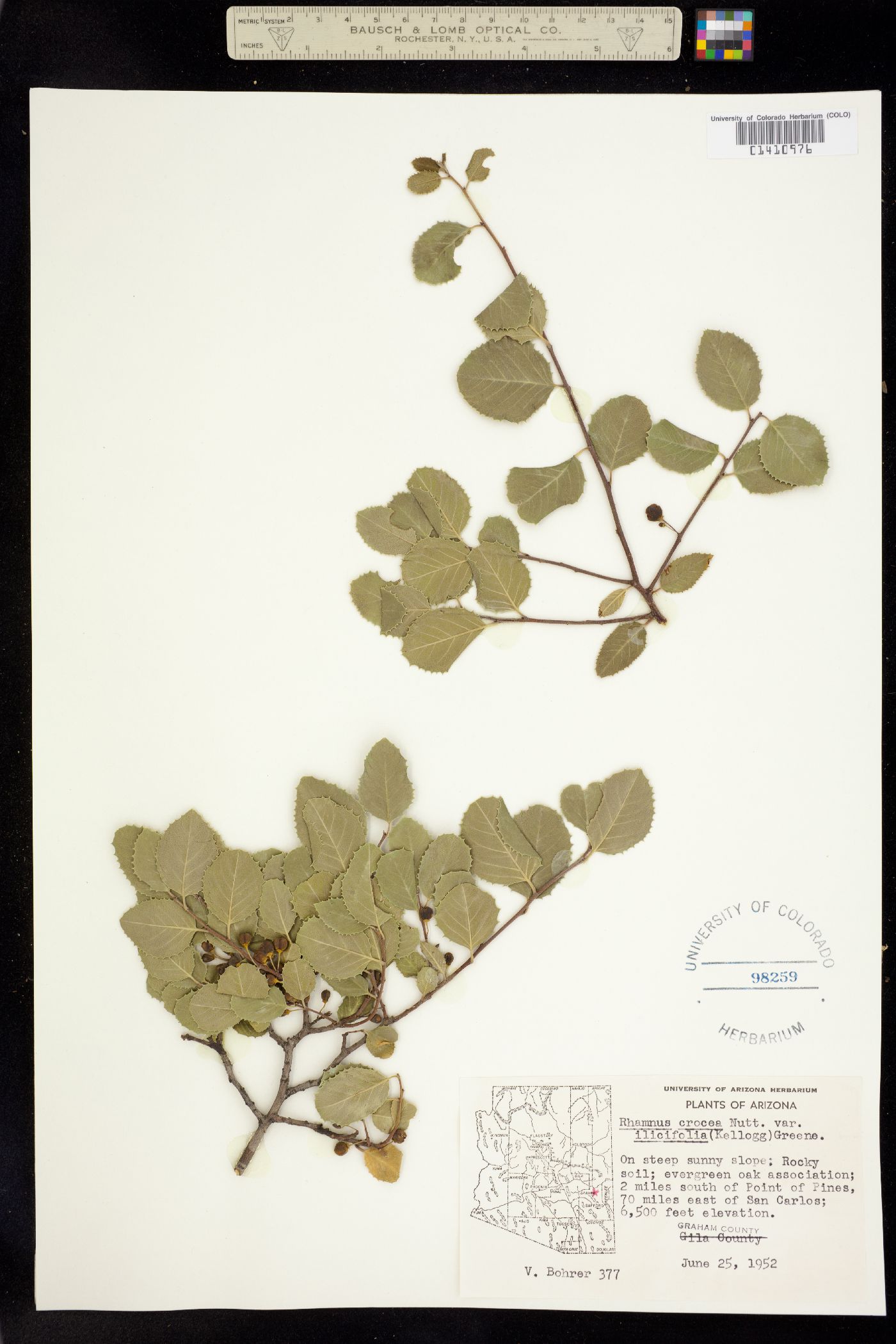 Rhamnus crocea image