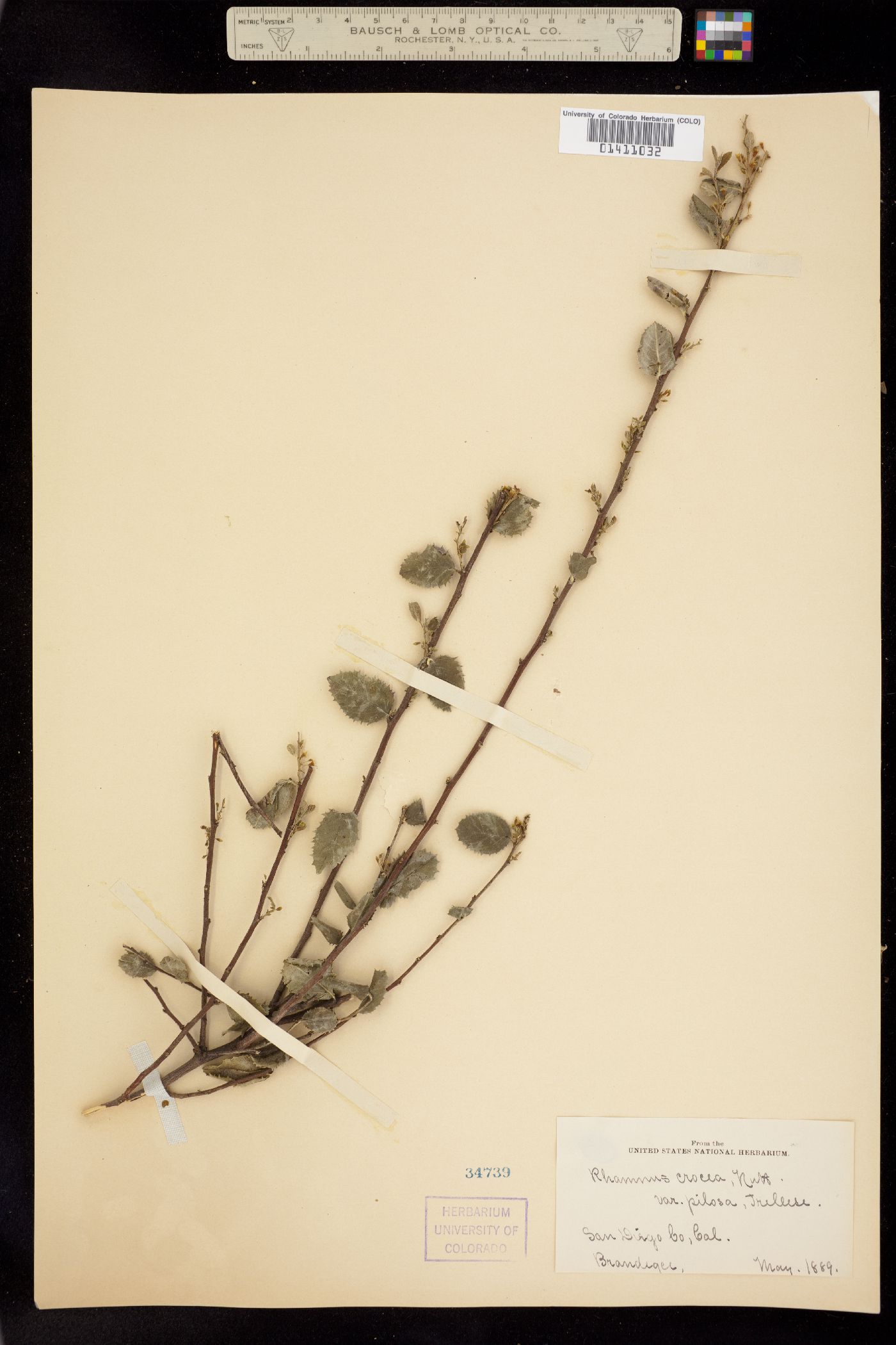 Rhamnus crocea image