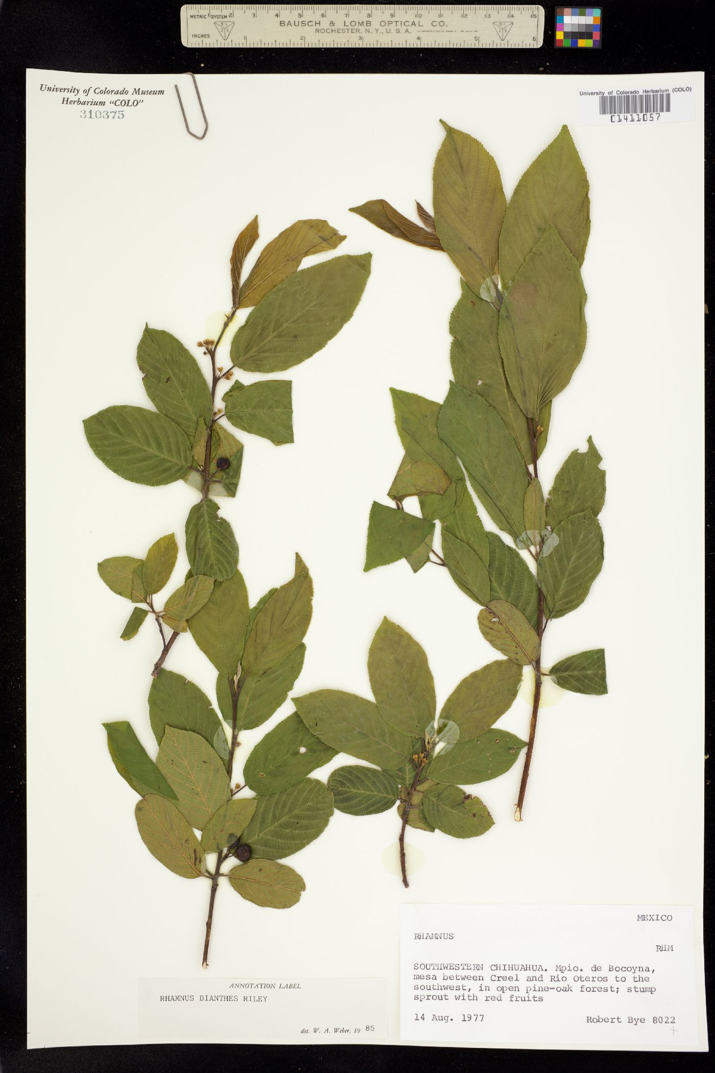 Rhamnus dianthes image