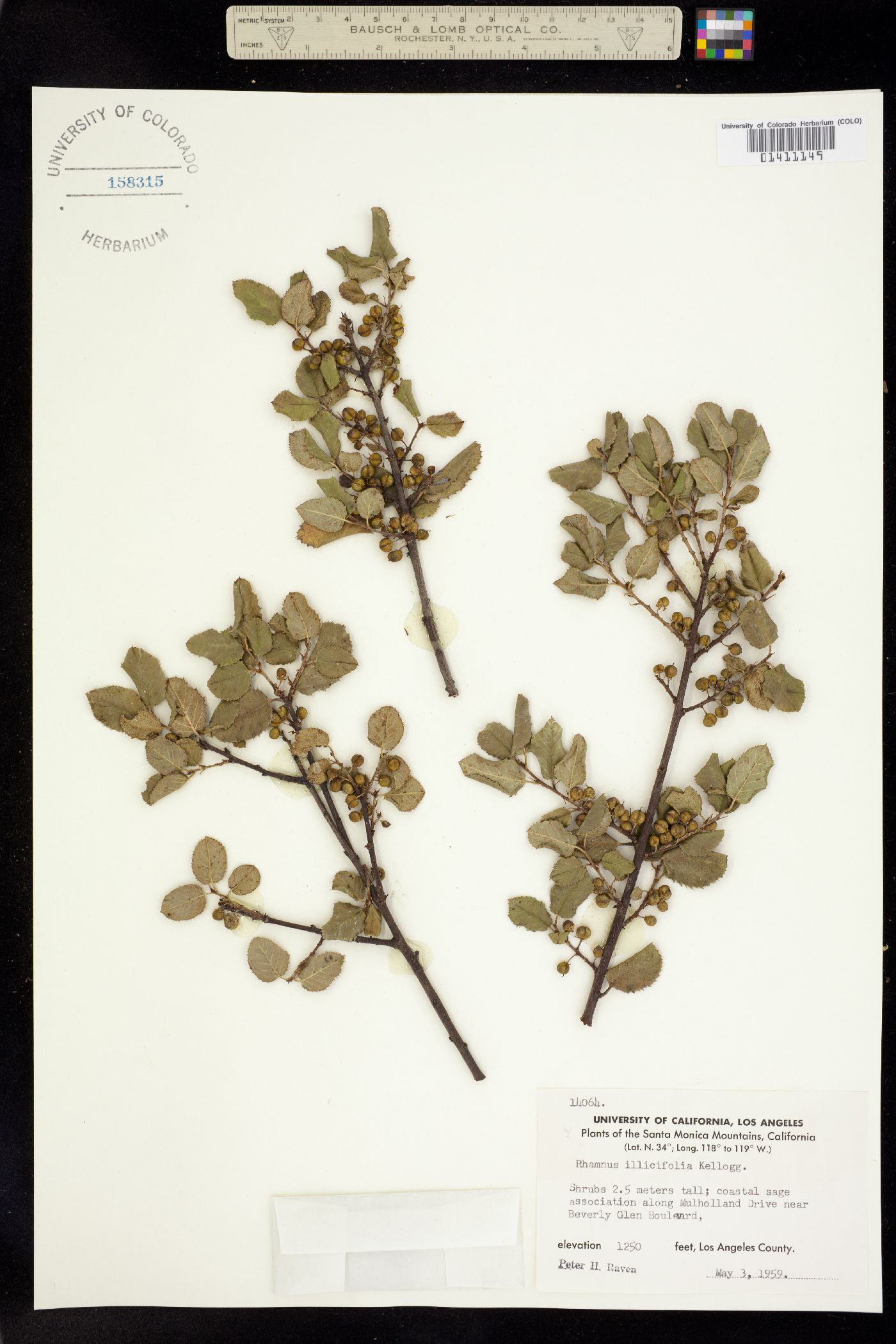 Rhamnus ilicifolia image