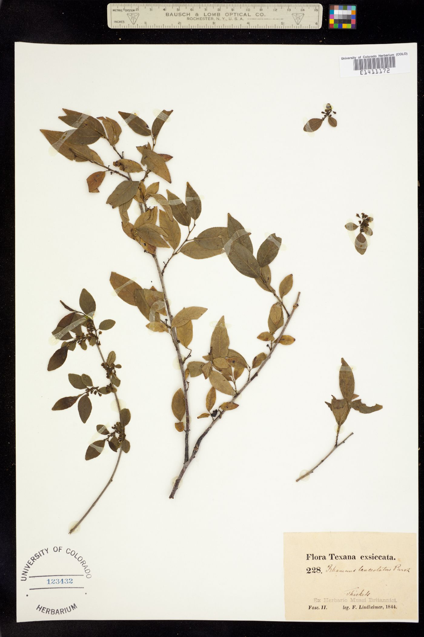 Rhamnus lanceolata image