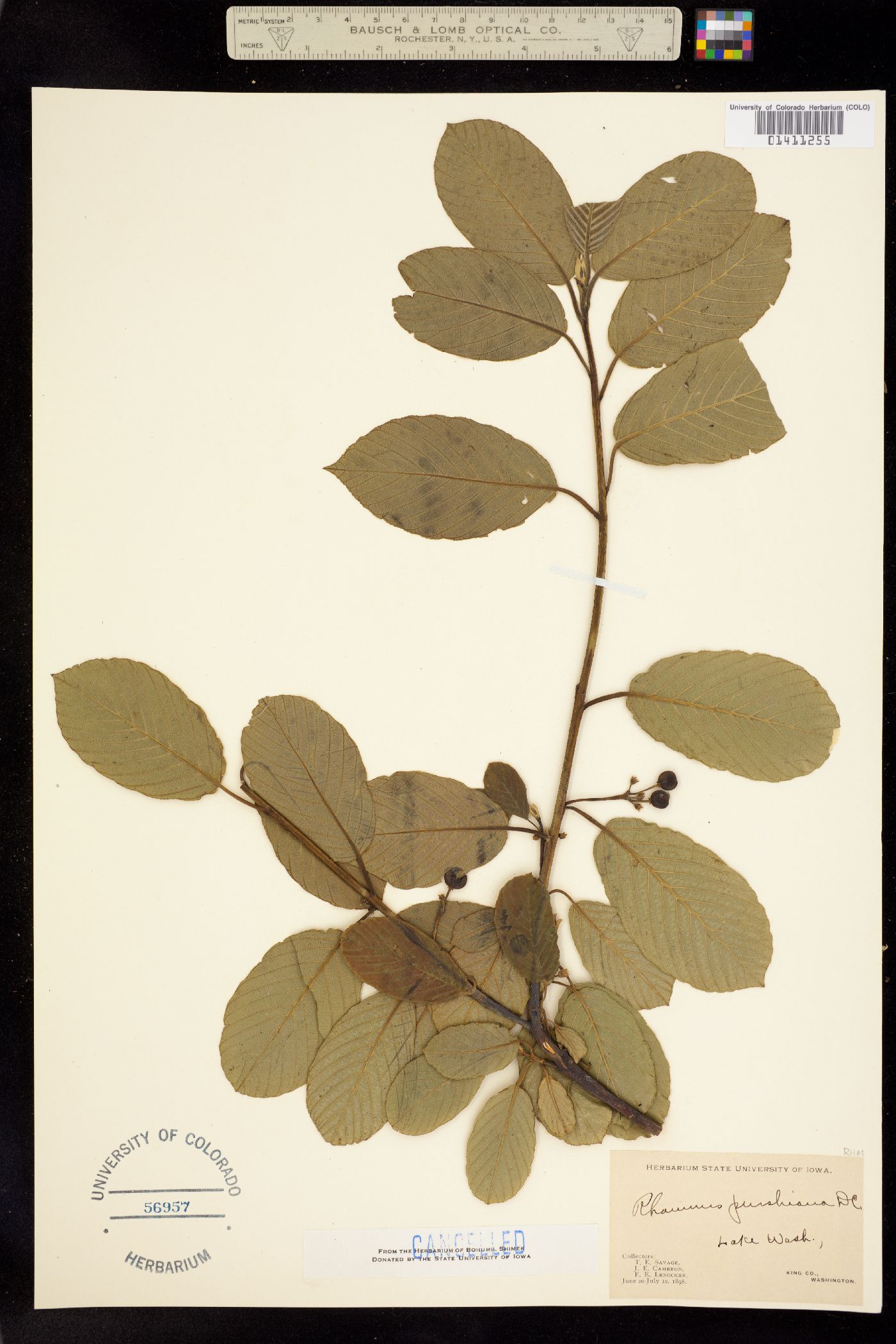 Rhamnus purshiana image